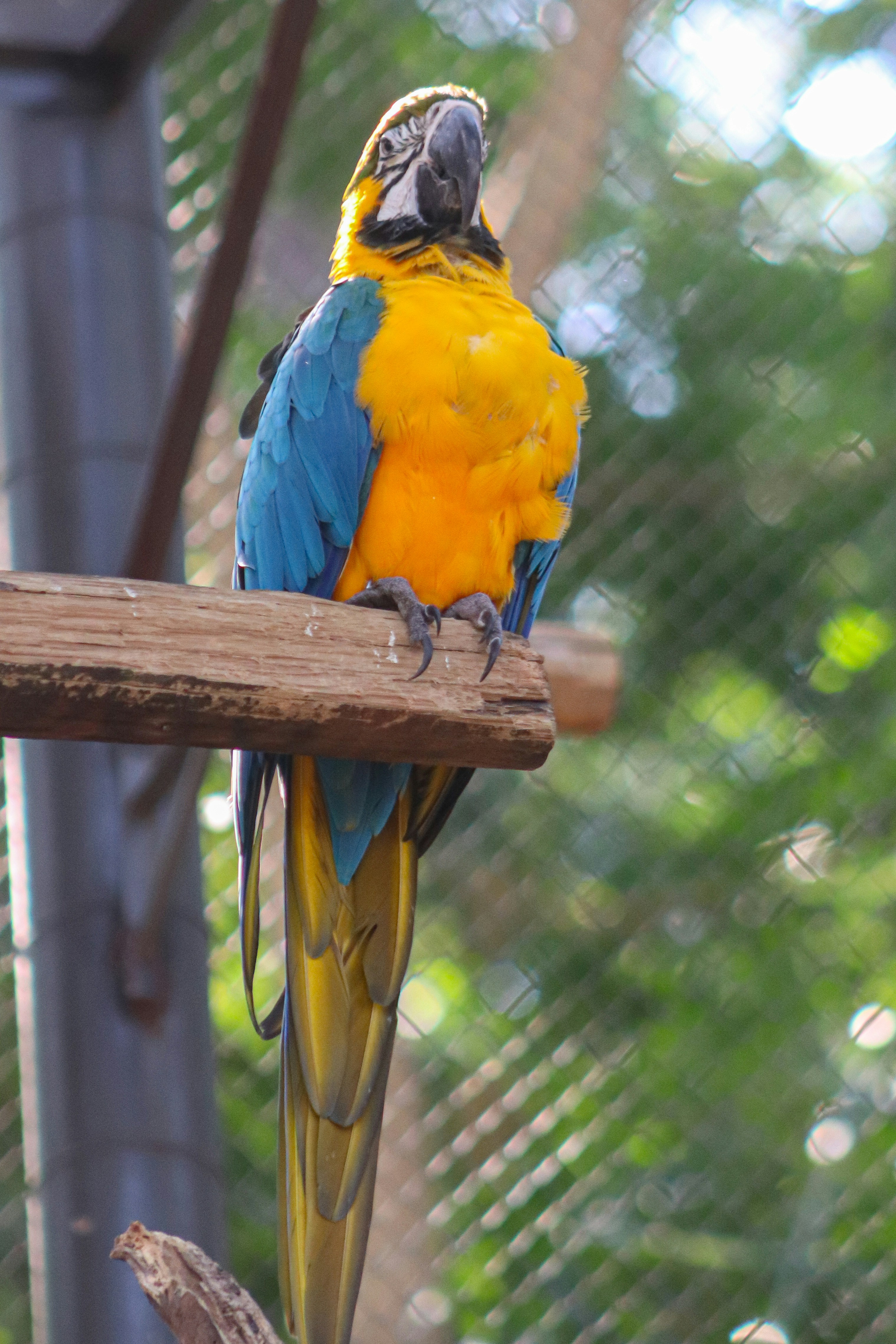 A blue and yellow parrot sitting on a branch
