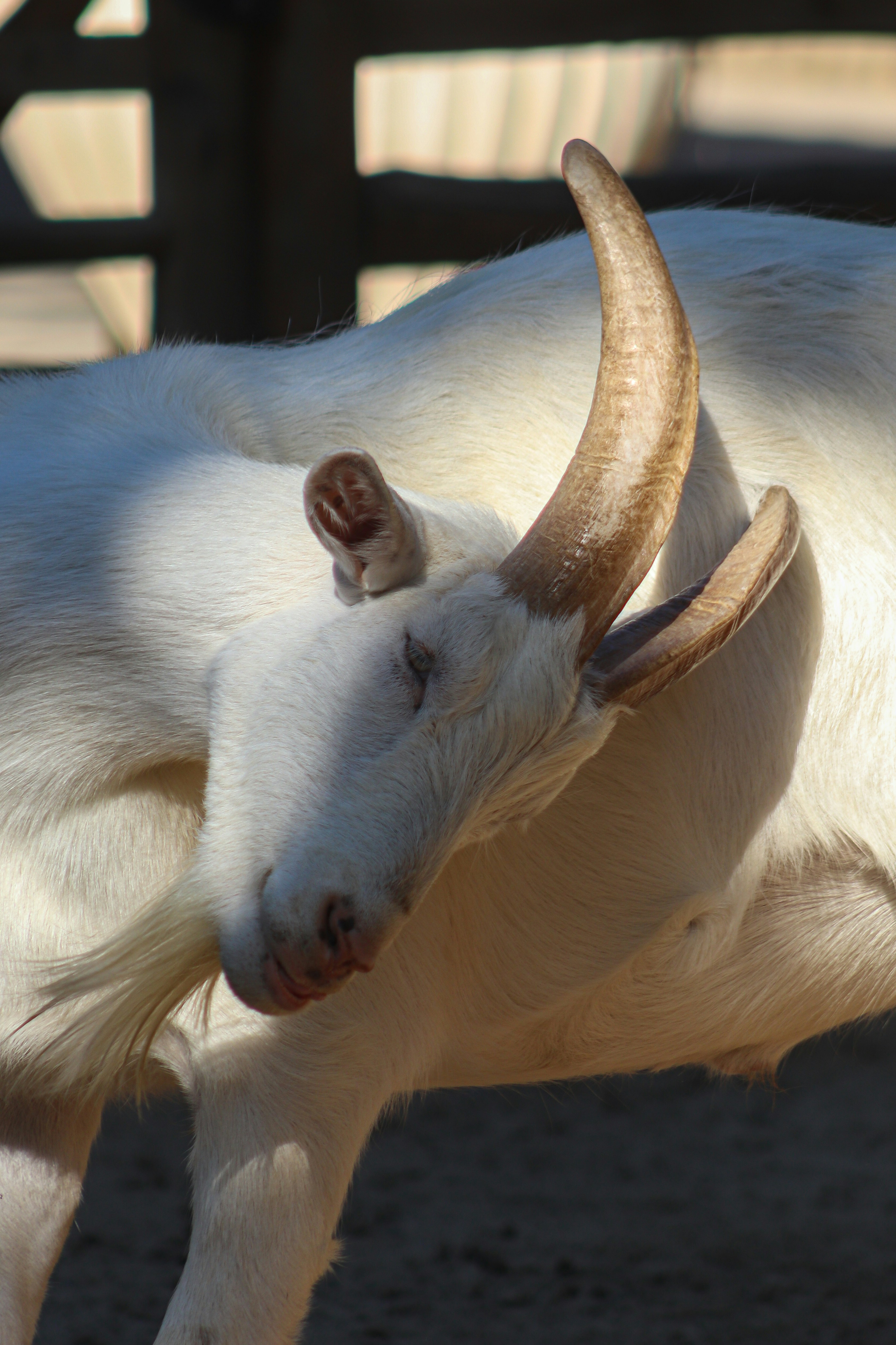 A white goat with long horns standing in a pen