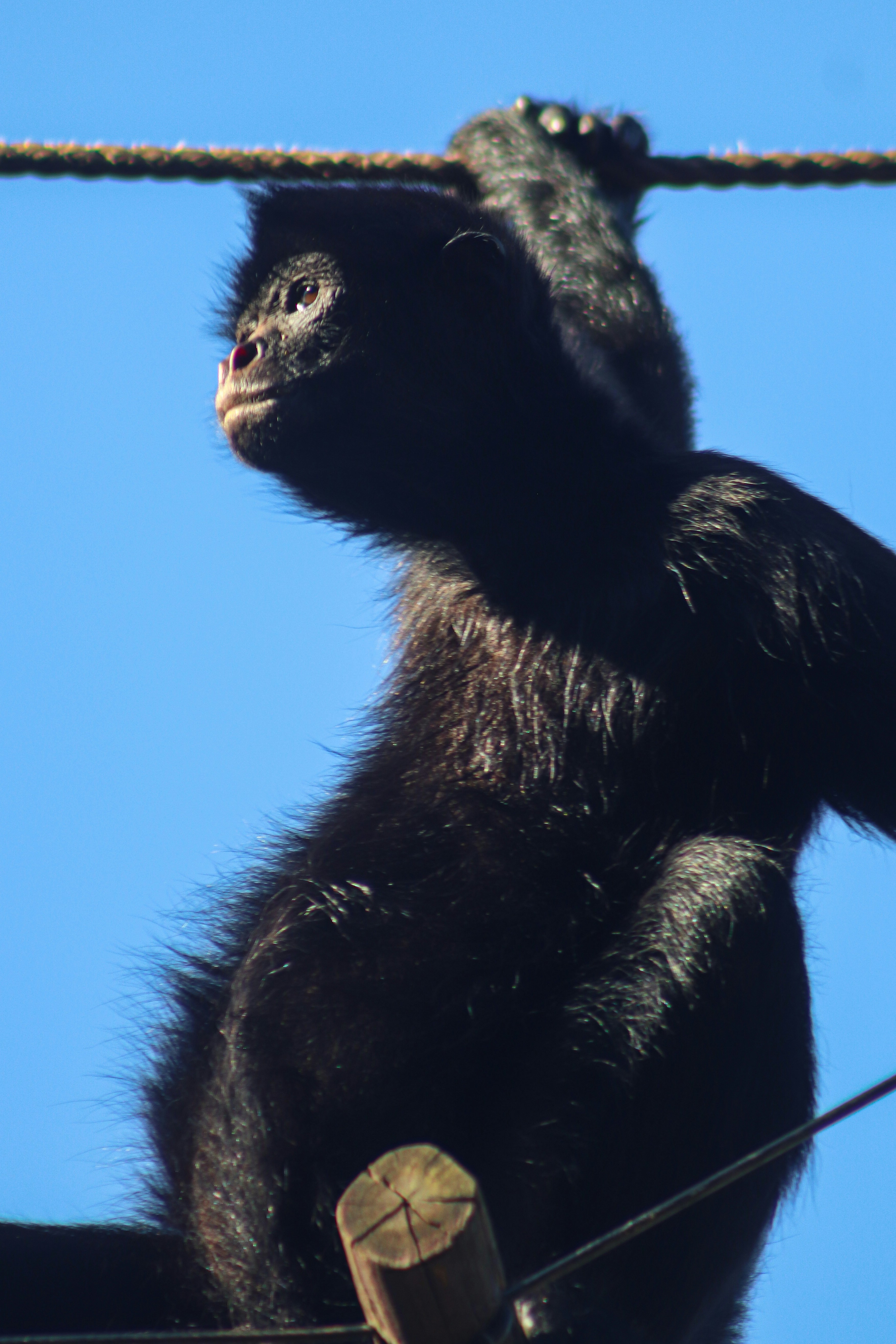 A black bear hanging from a wire with a blue sky in the background