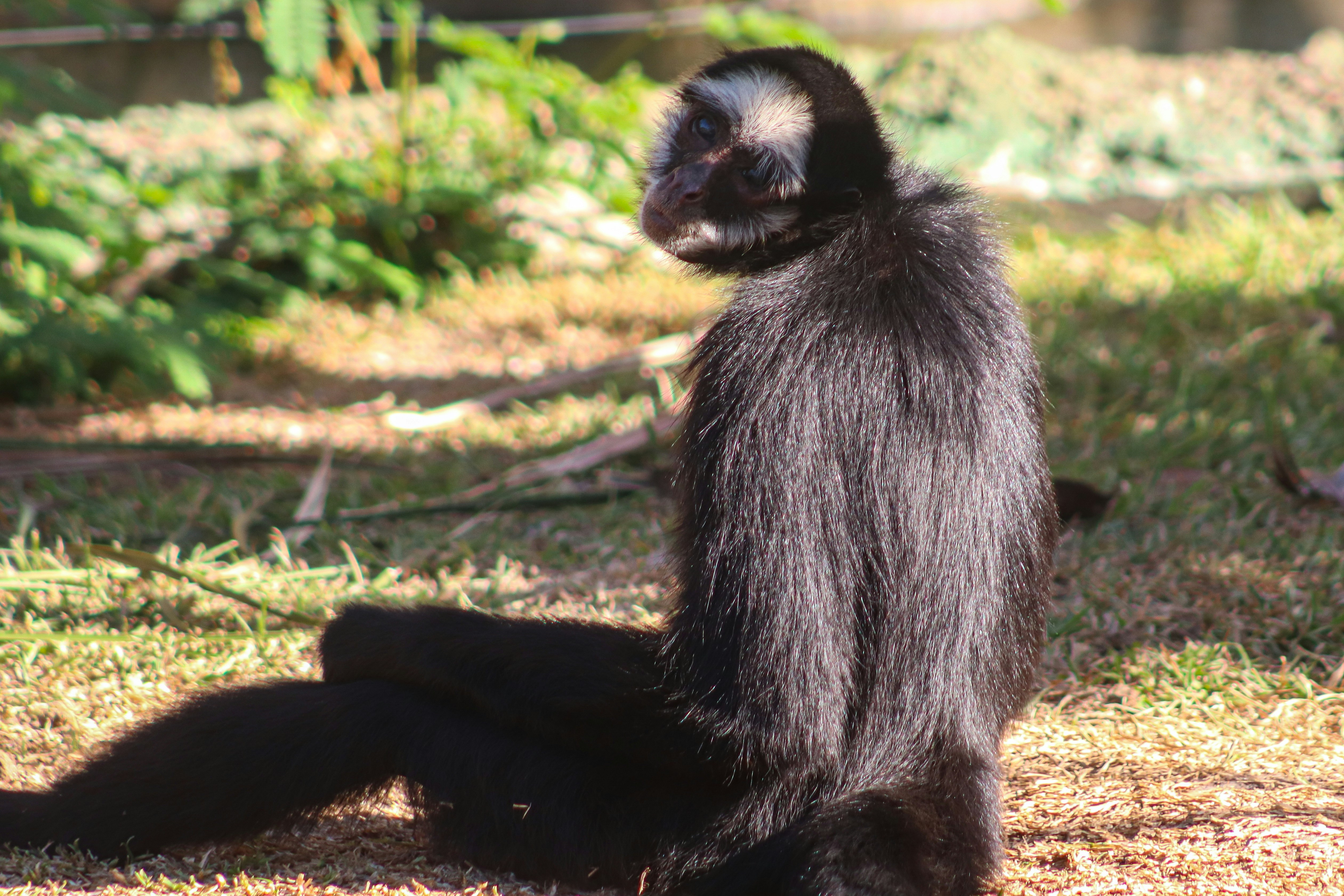 A black and white animal sitting on the ground
