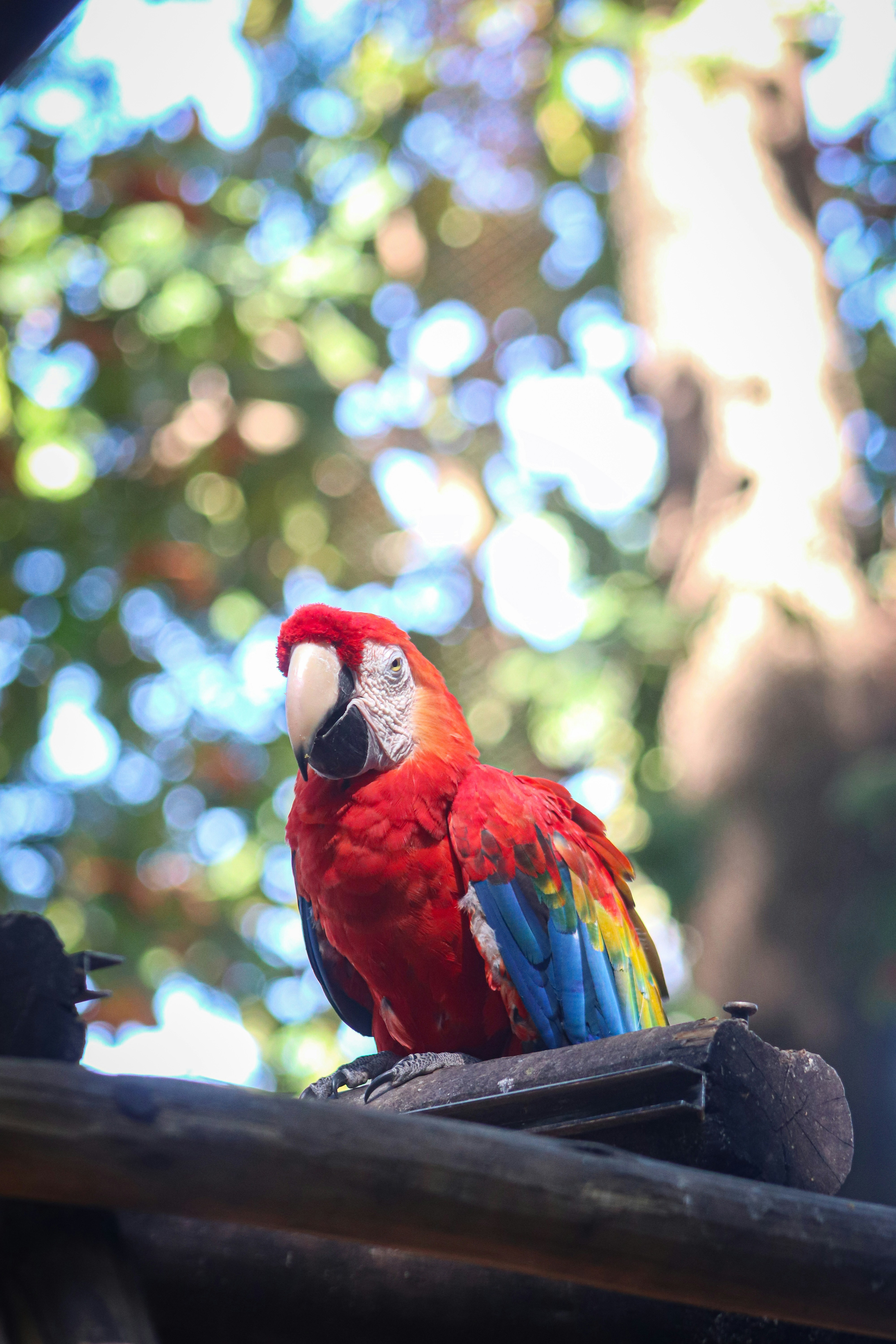 A colorful parrot sitting on top of a roof