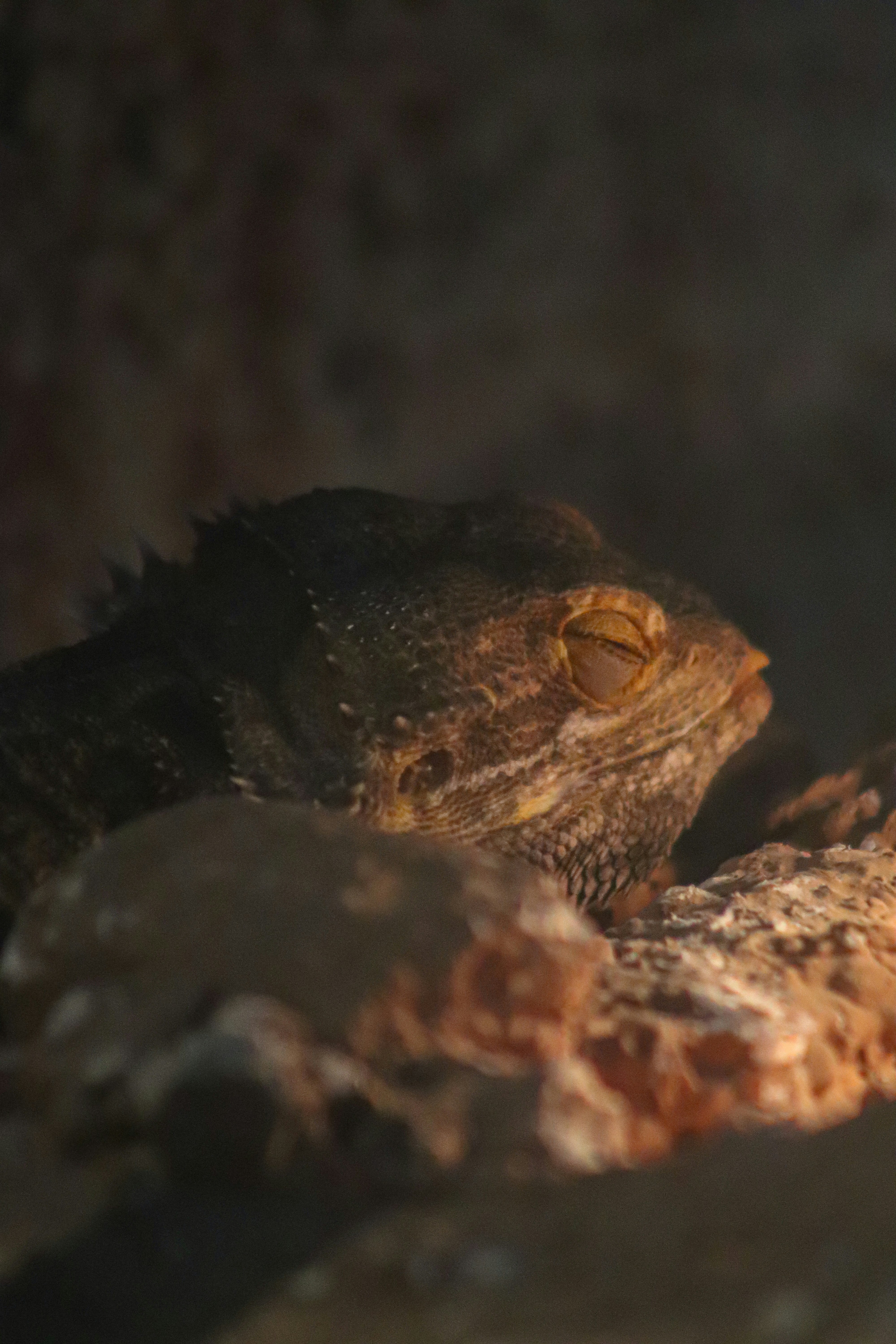 A close up of a lizard on a rock