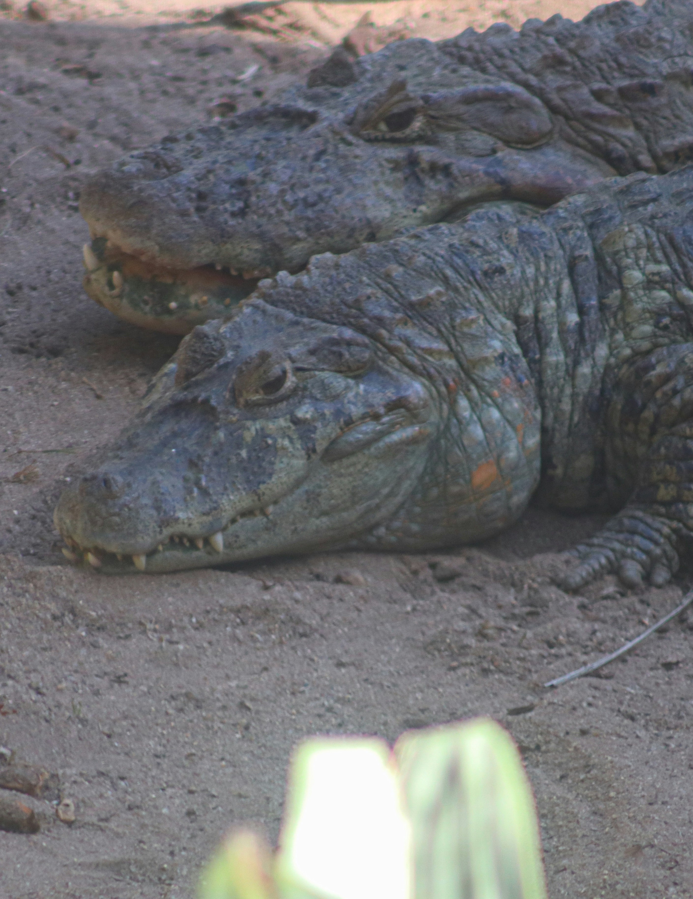 A couple of alligators that are laying down