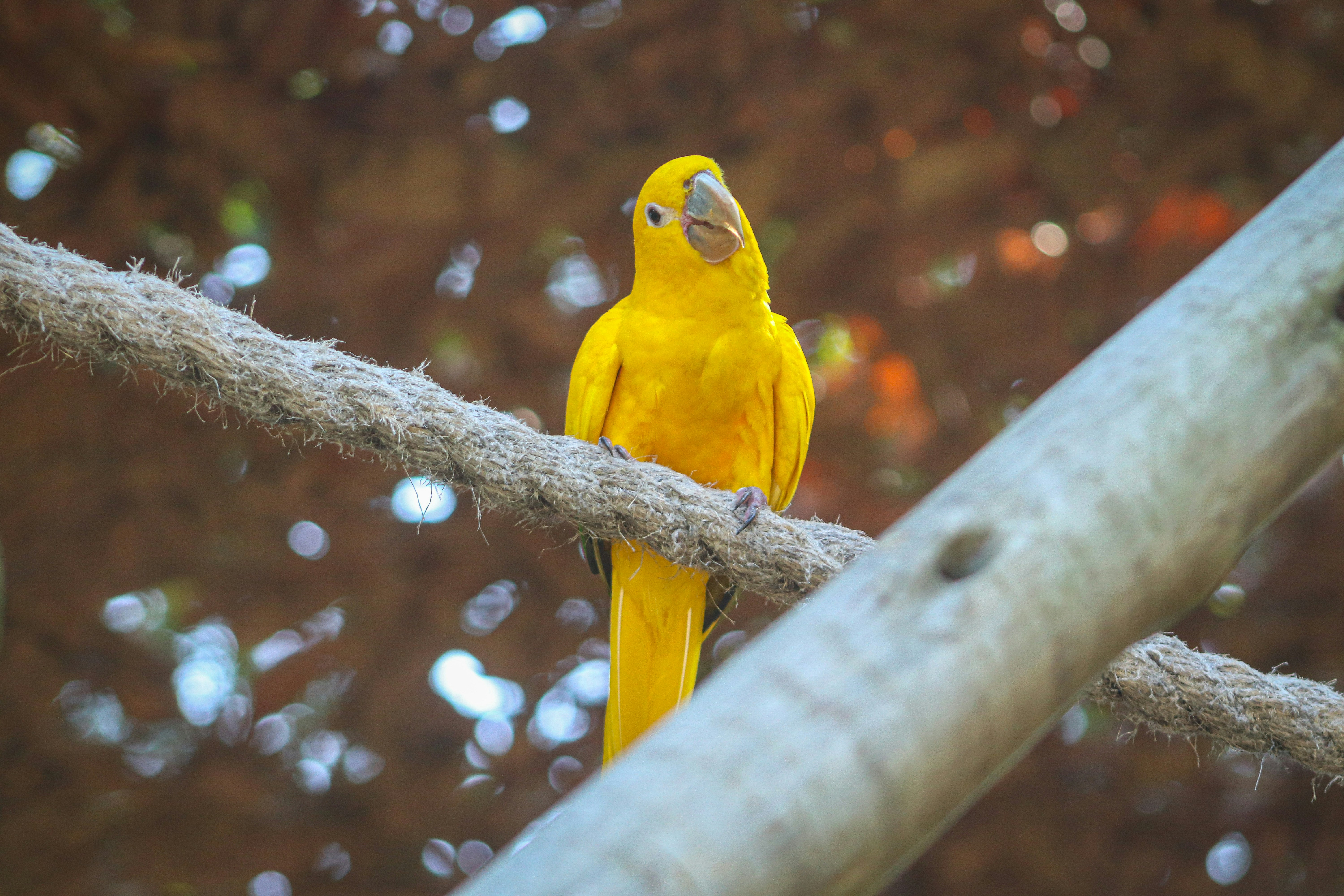 A yellow bird perched on a tree branch
