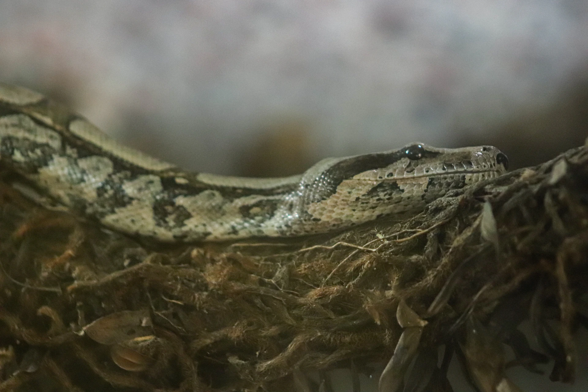 A snake that is laying down in the dirt