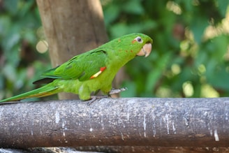A green parrot sitting on top of a tree branch