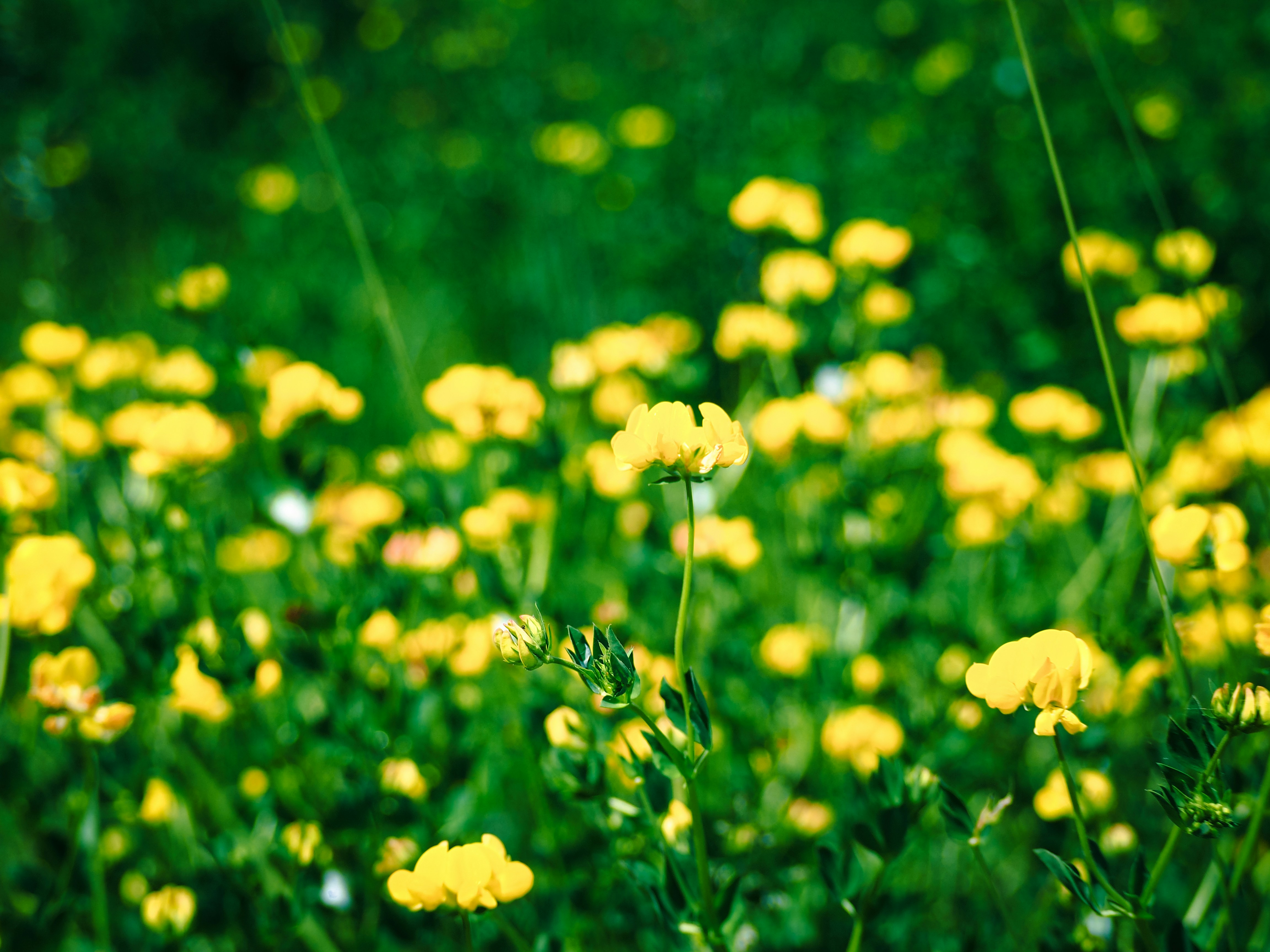 Photo by samueljames16