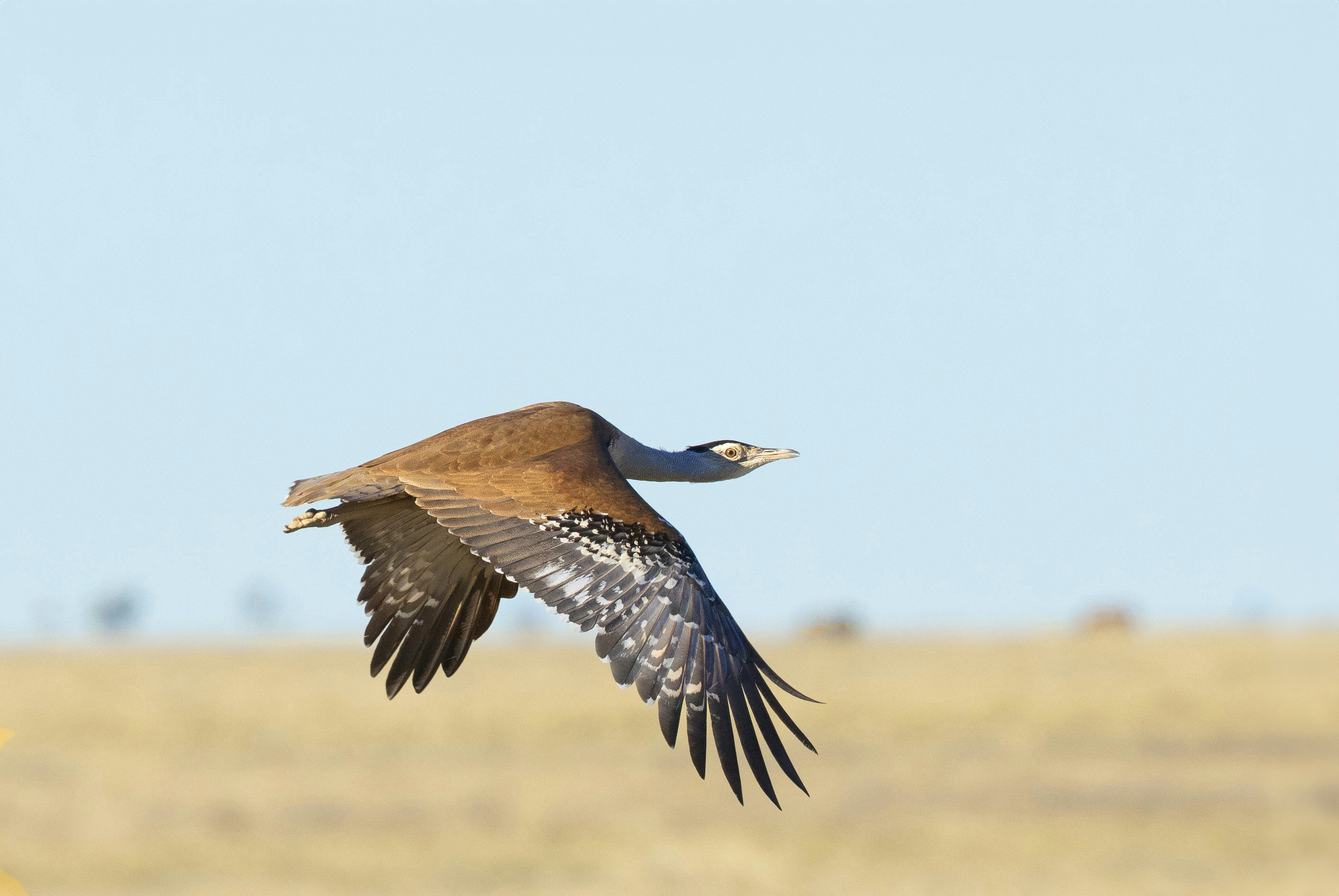A large bird flying over a dry grass field