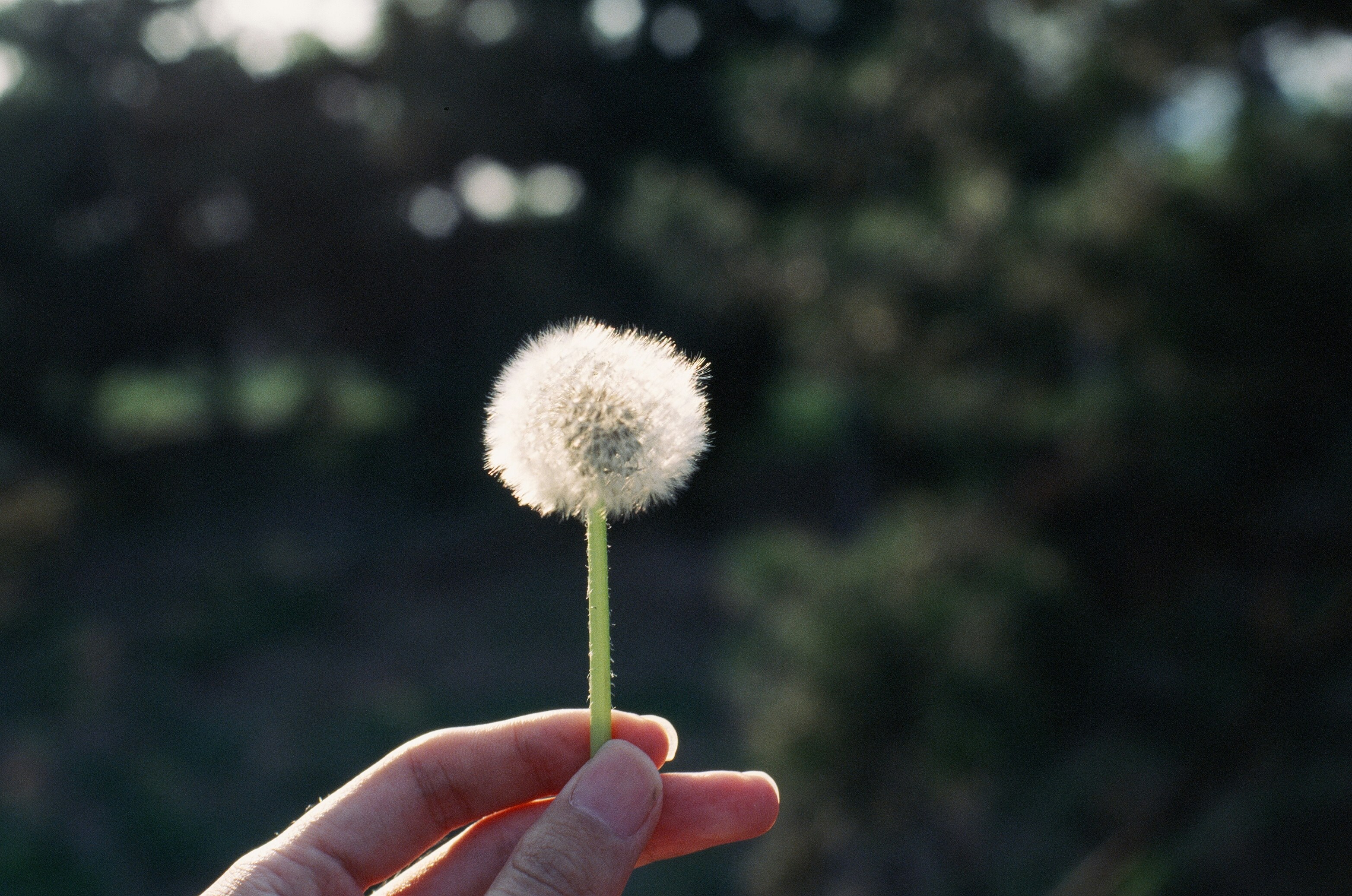 Photo by greedwolf97