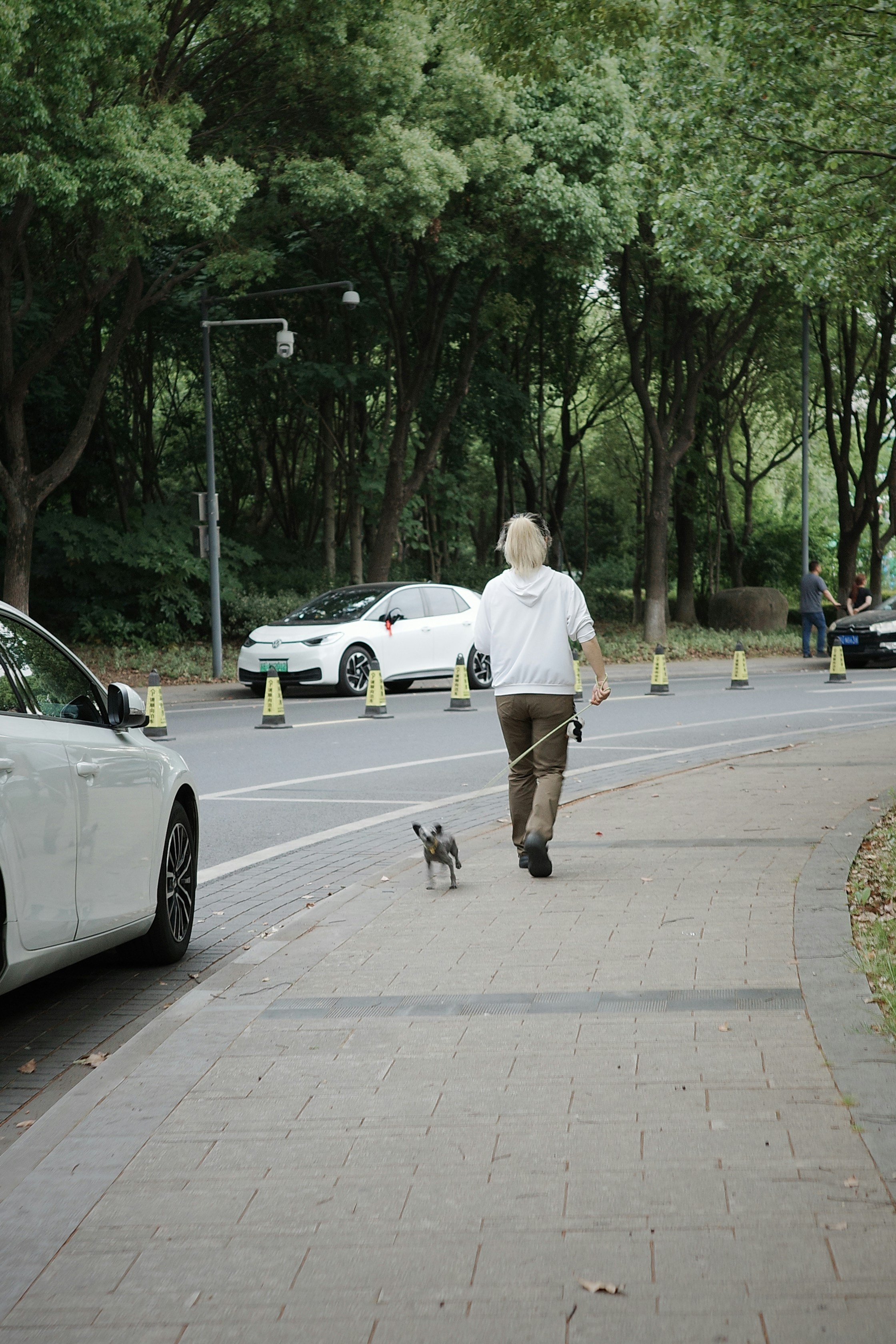 A woman walking a dog down a sidewalk