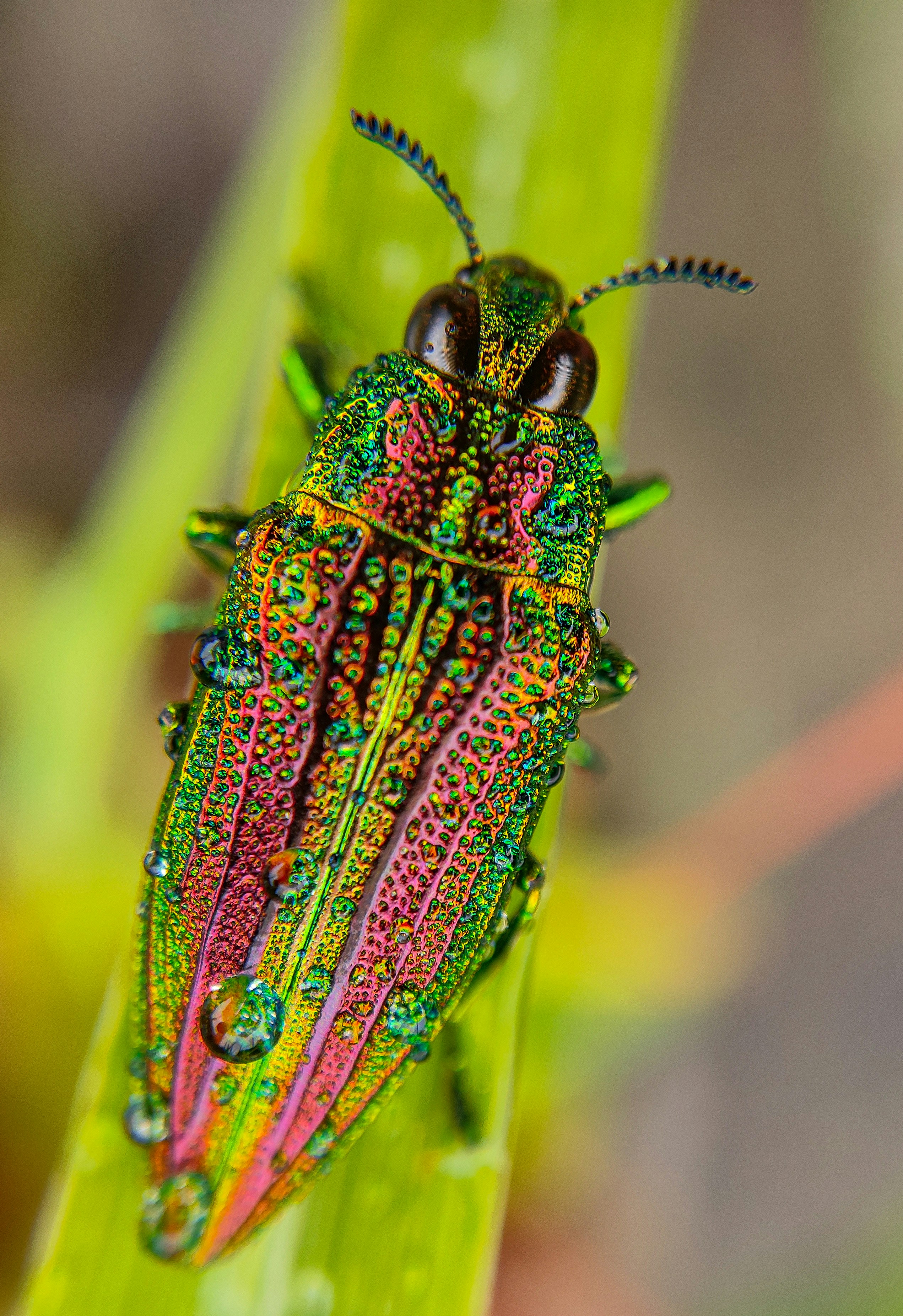 A close up of a bug on a plant photo – Free Bilaspur Image on Unsplash