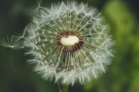 A close up of a dandelion with a blurry background
