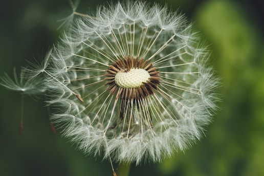 A close up of a dandelion with a blurry background