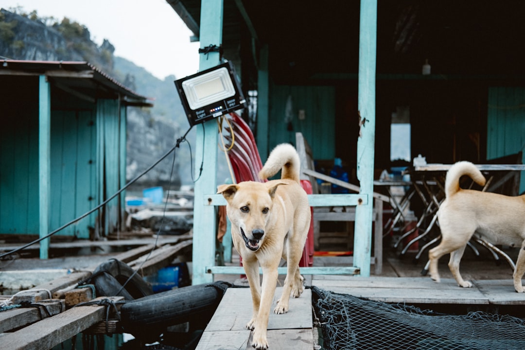 Two dogs walking on a dock next to a building,