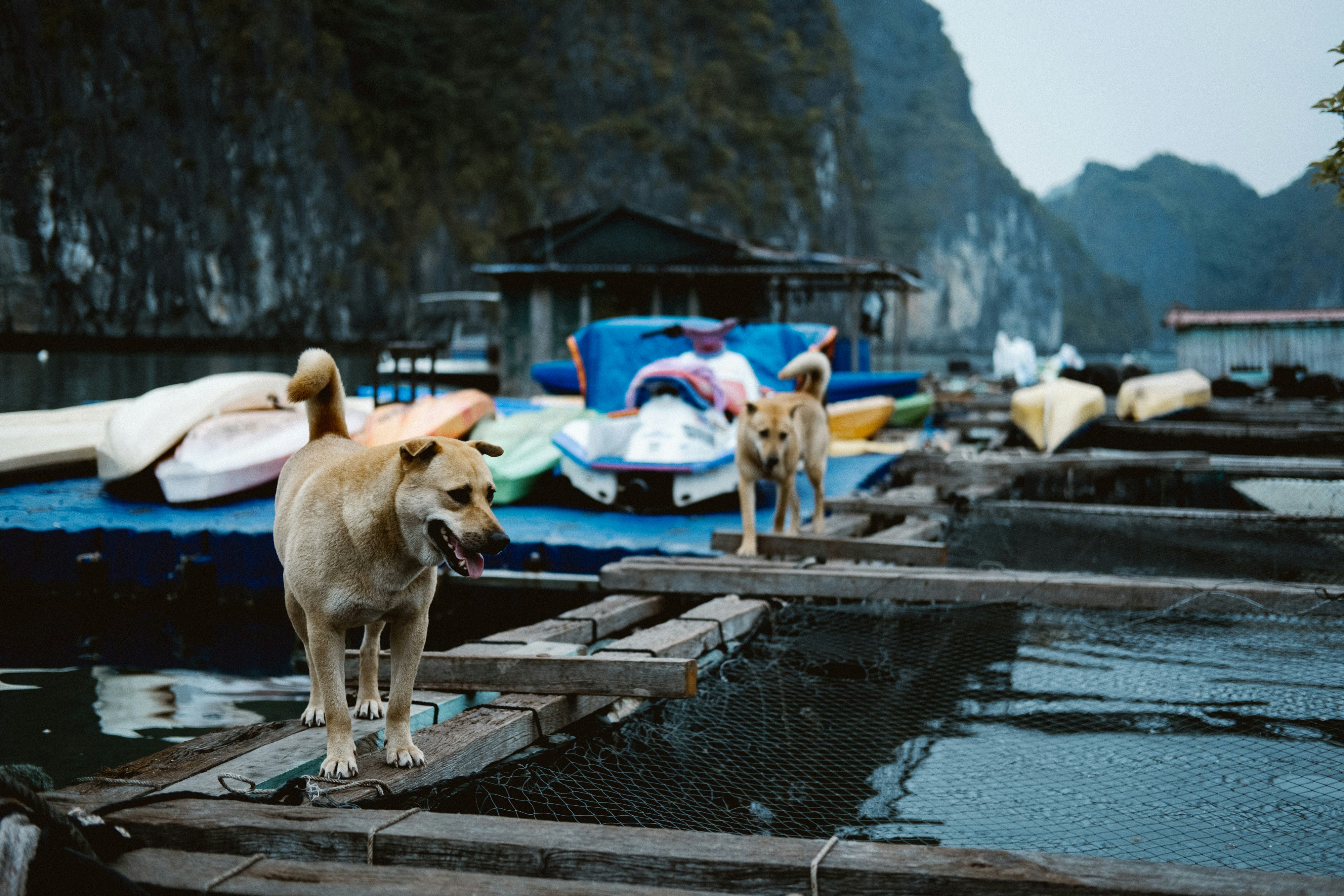A dog standing on a dock next to a body of water