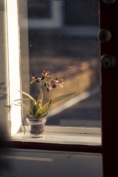 A small potted plant sitting in a window sill