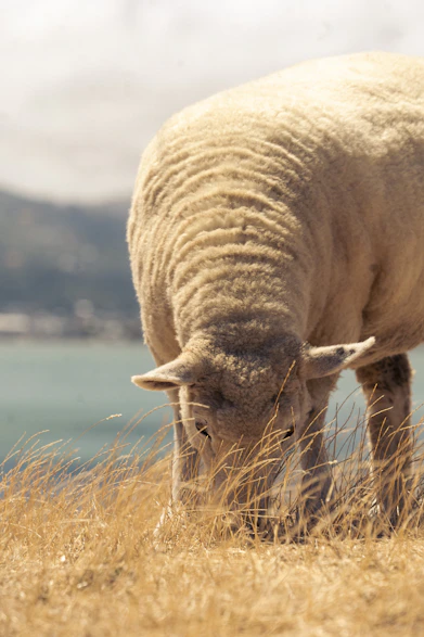 A sheep grazing on dry grass near a body of water