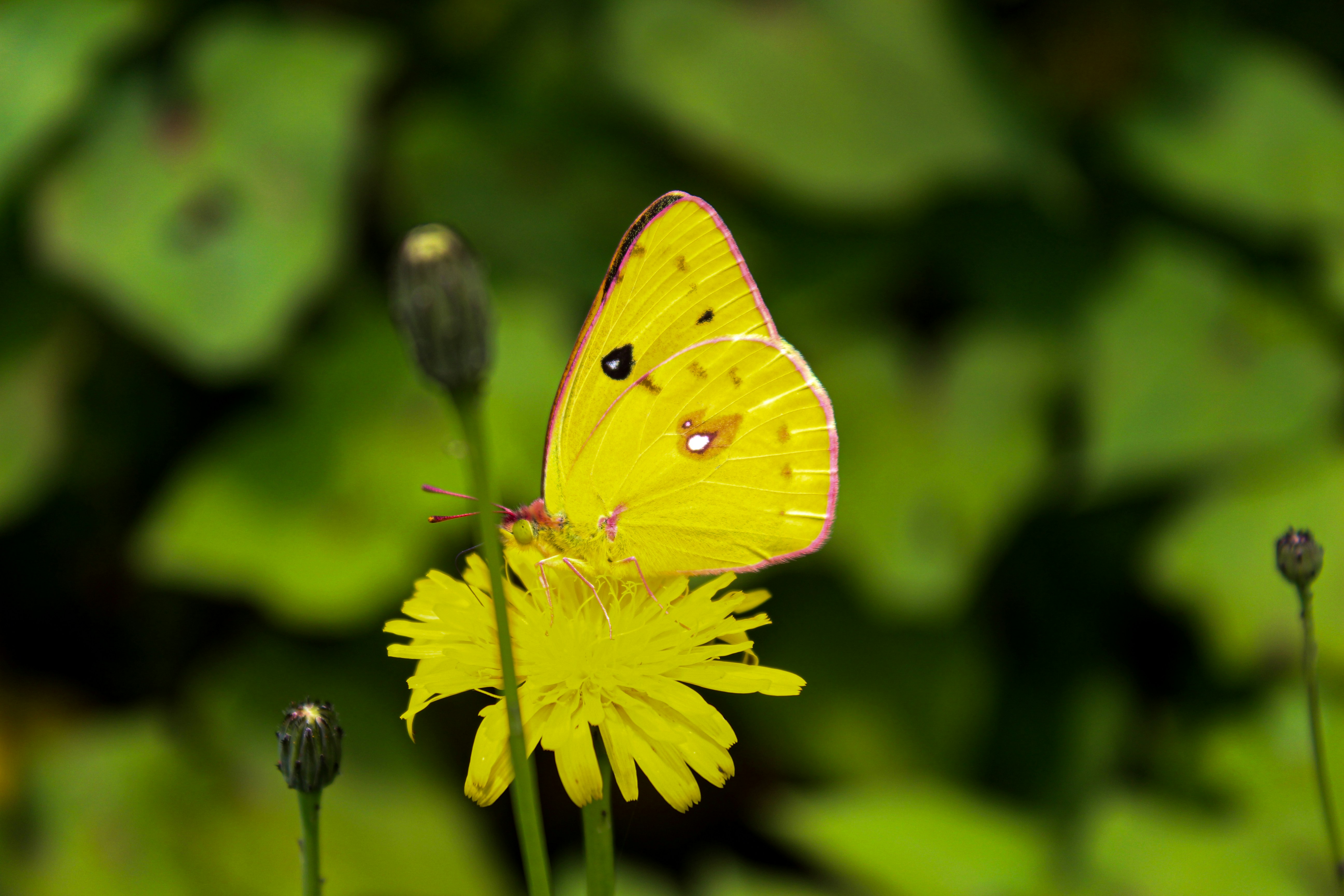 A yellow butterfly sitting on top of a yellow flower