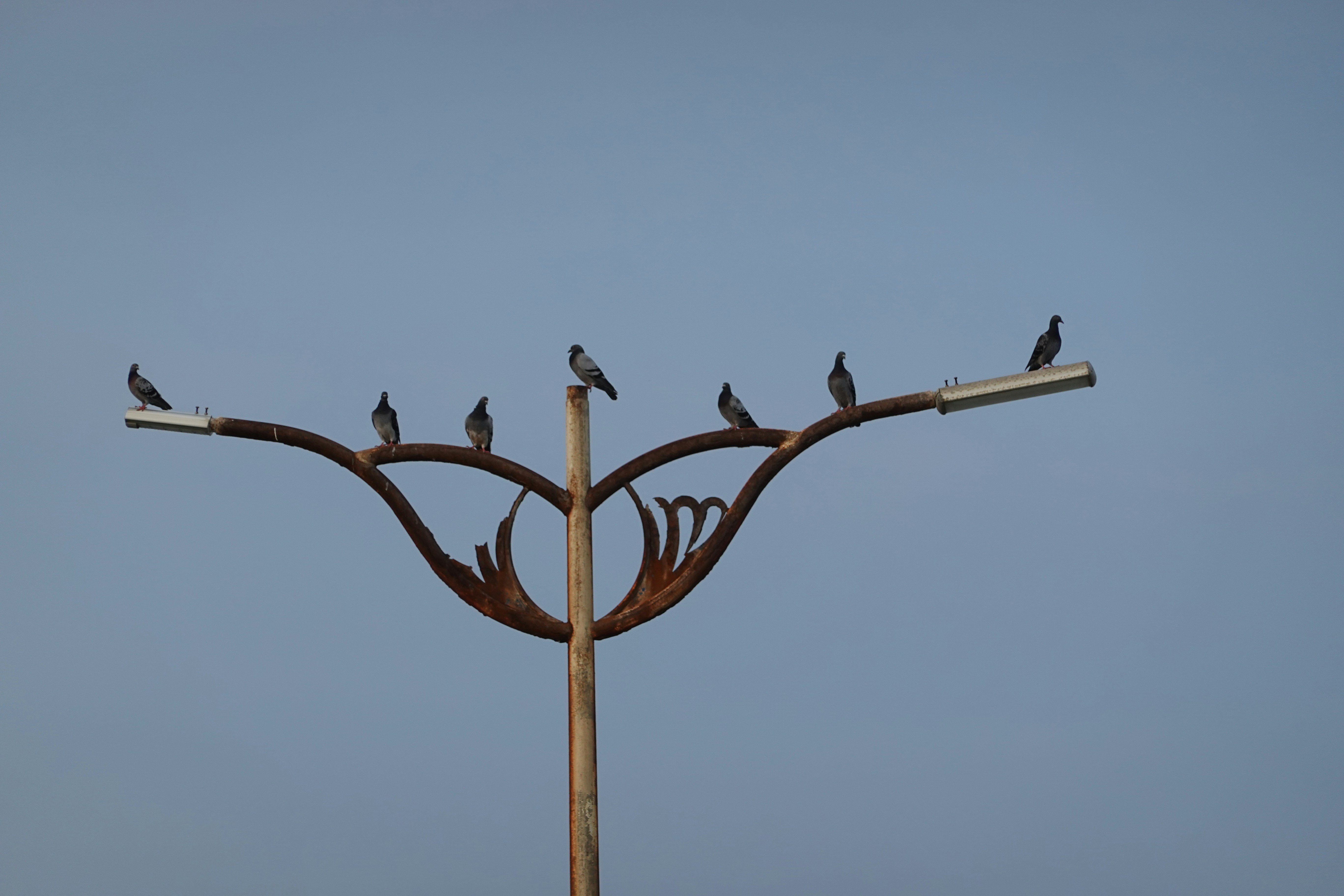 A group of birds sitting on top of a metal pole