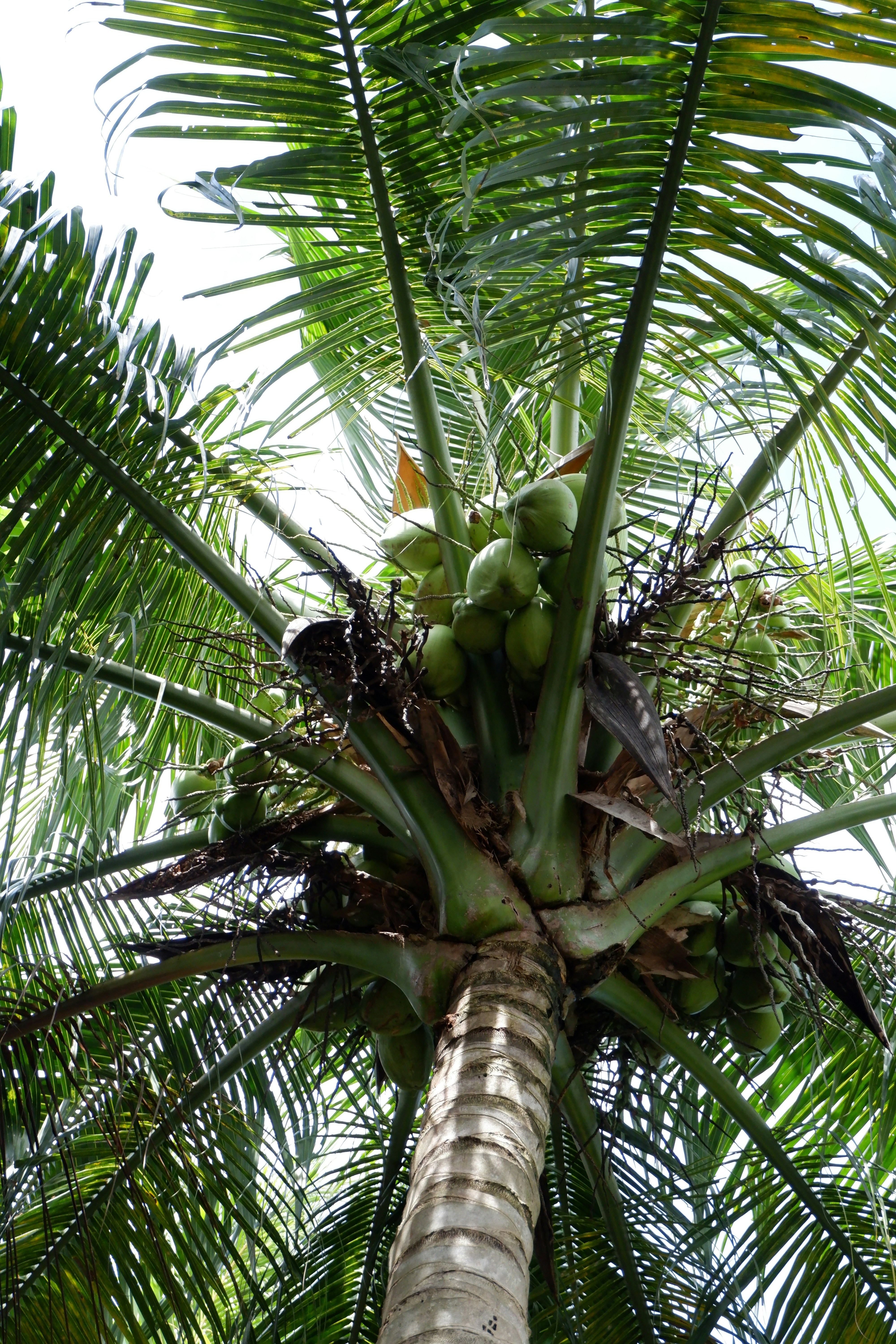 Photo by jepretualang