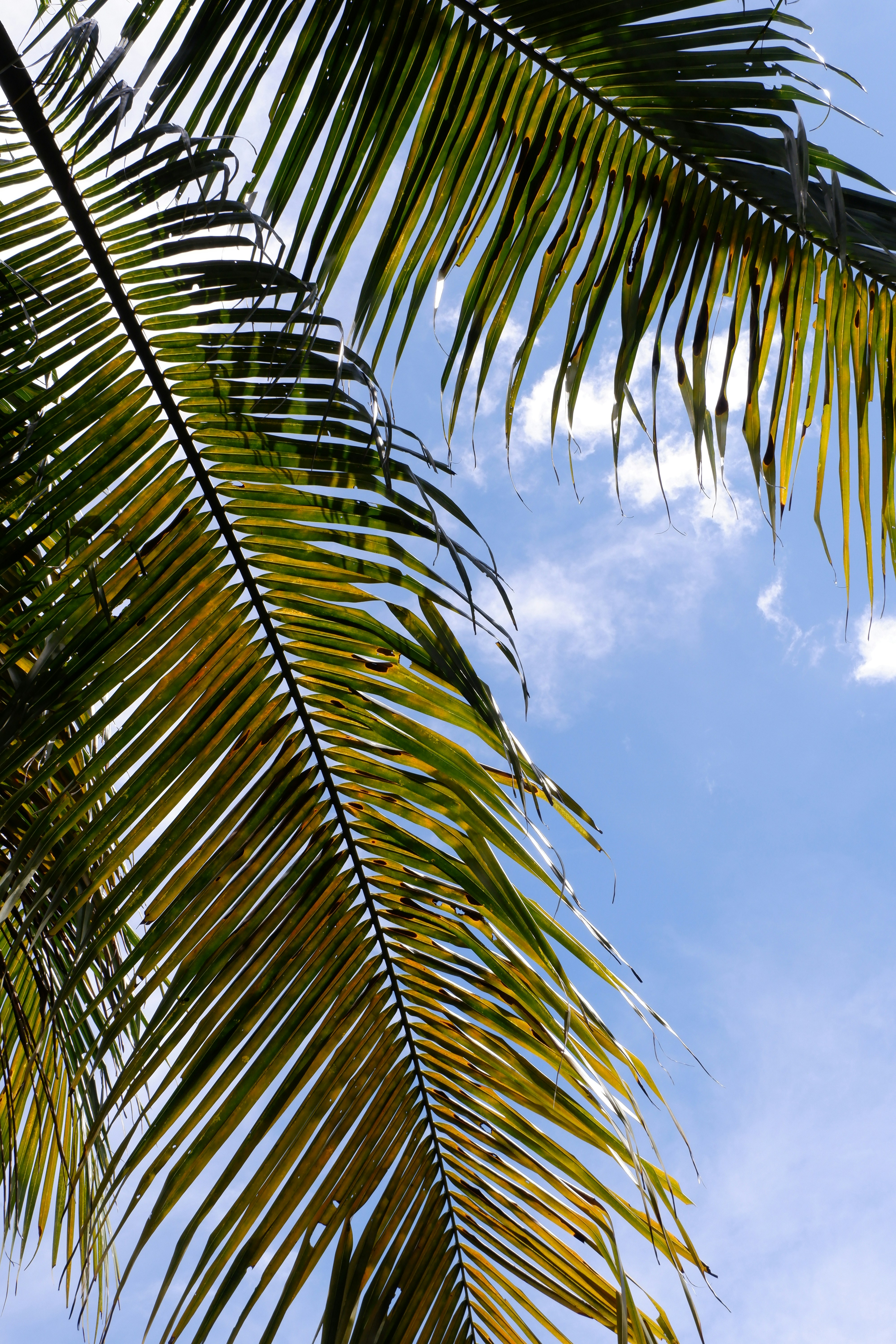 Photo by jepretualang