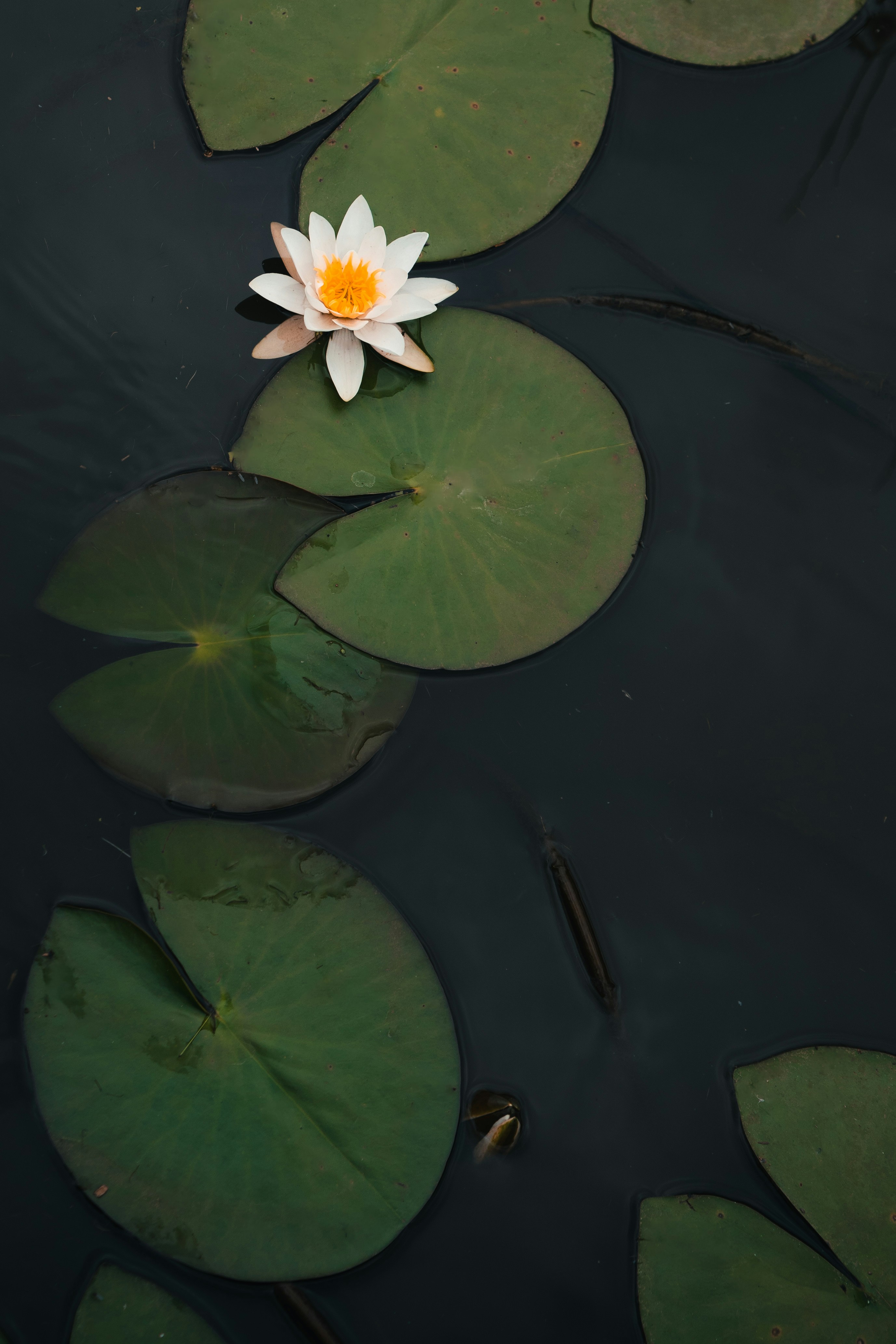 A white waterlily floating on top of a body of water