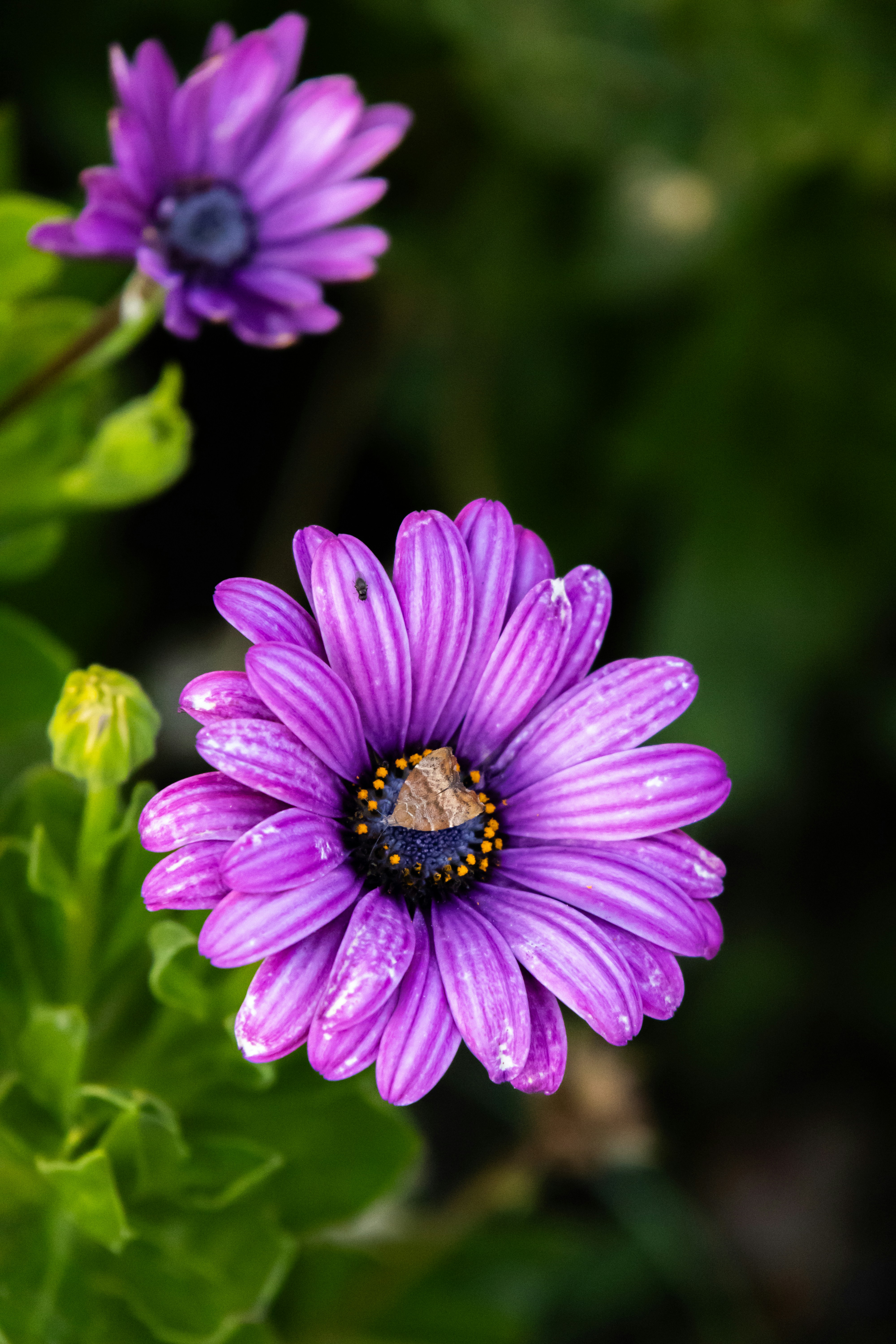 baku city wallpaper, wallpaper, Baku City Circuit: A Guide to Azerbaijan's Fast Track 6