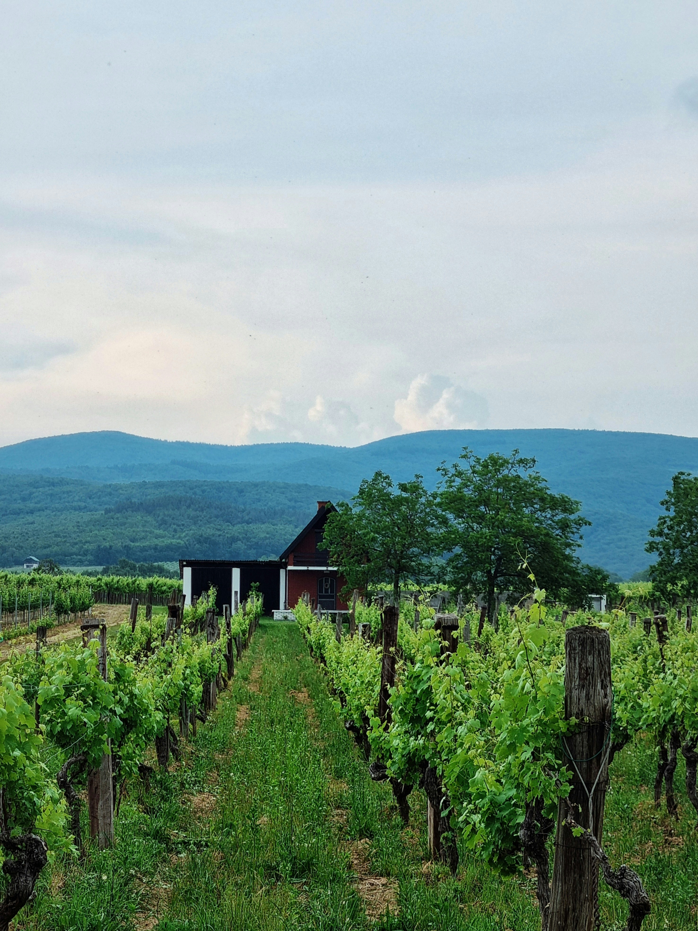 The white truffle and the forest