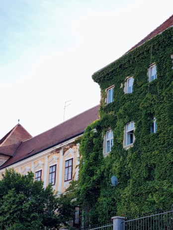 A large building covered in green ivy