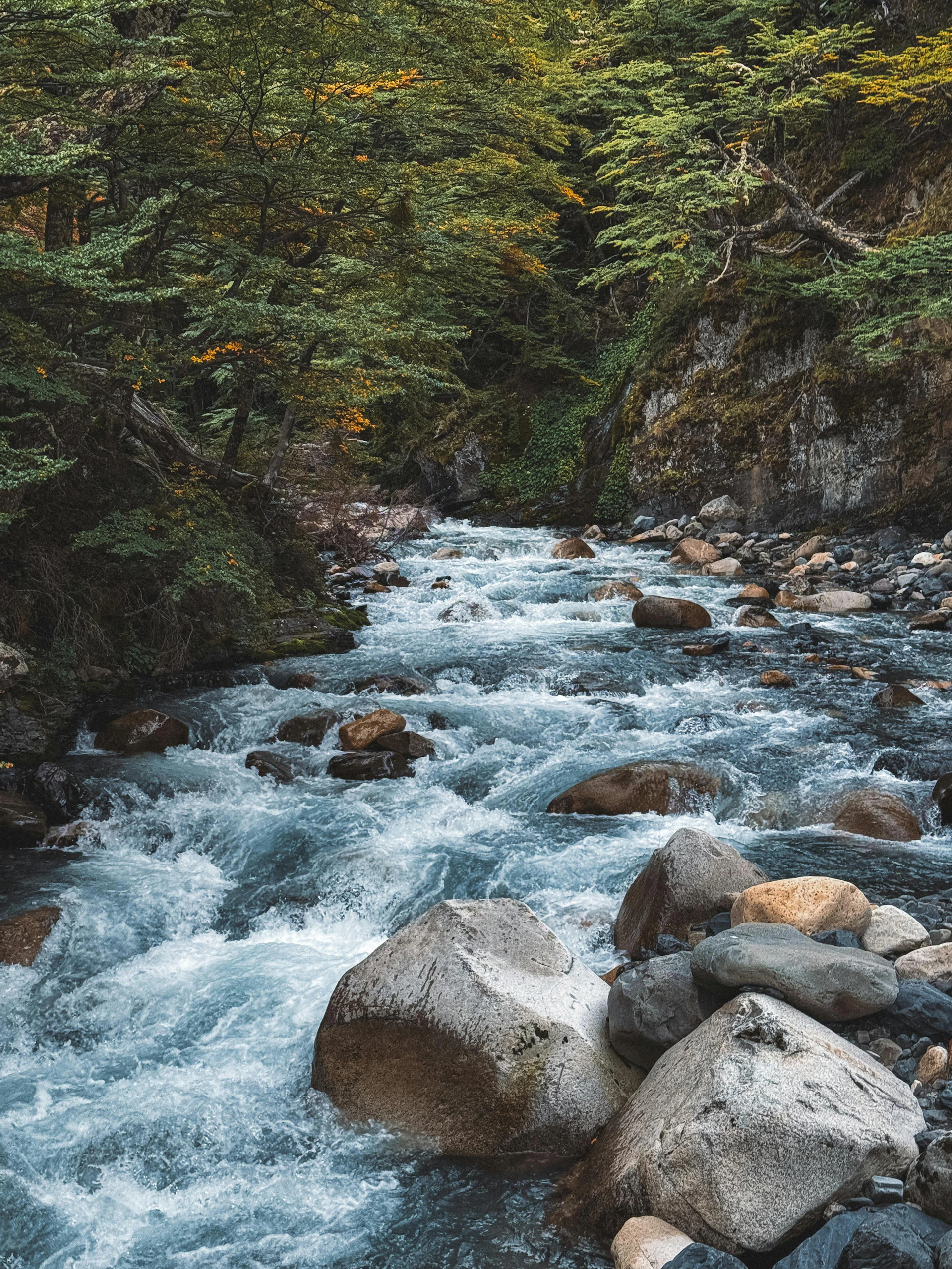 A river running through a lush green forest