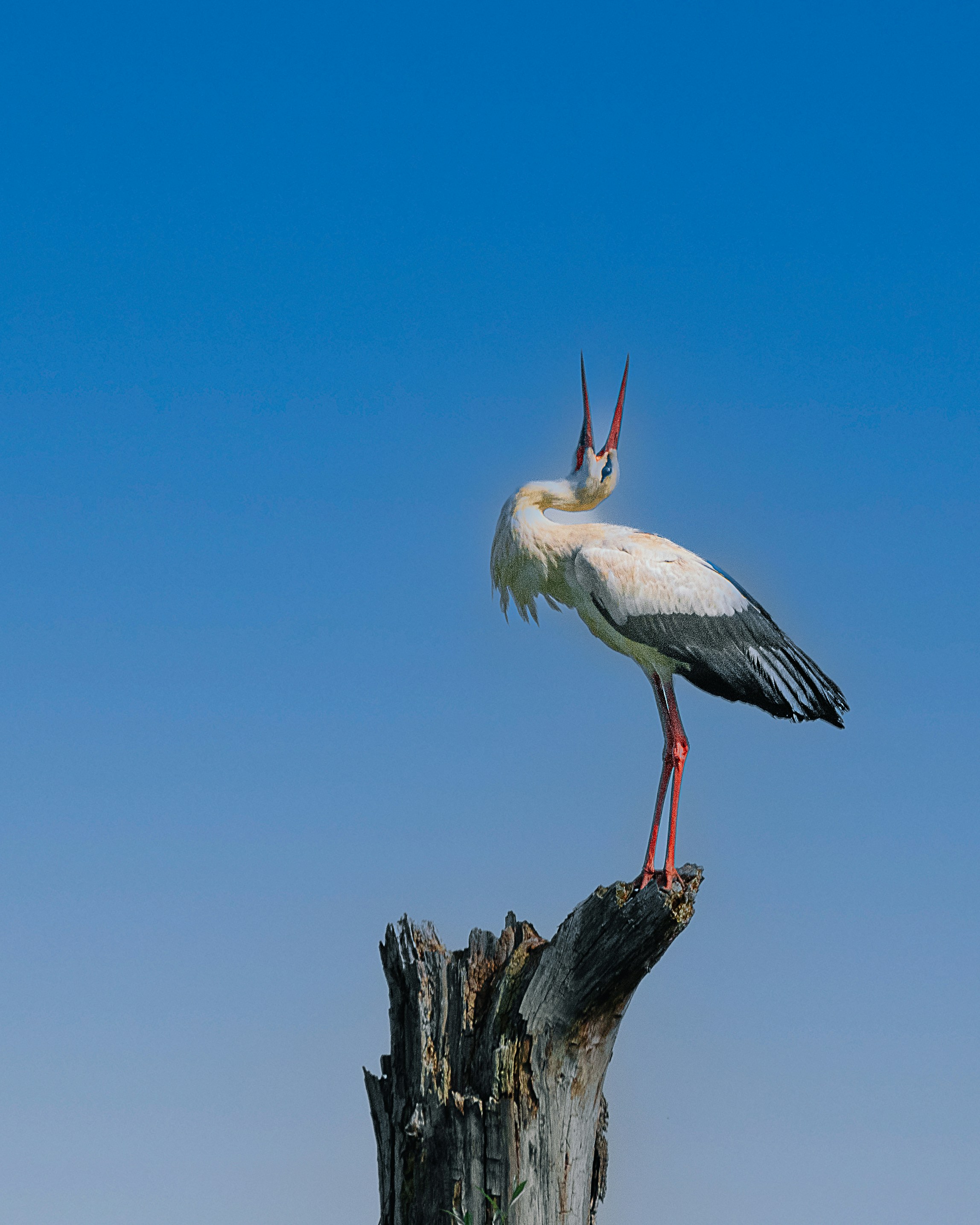 A white bird standing on top of a tree stump
