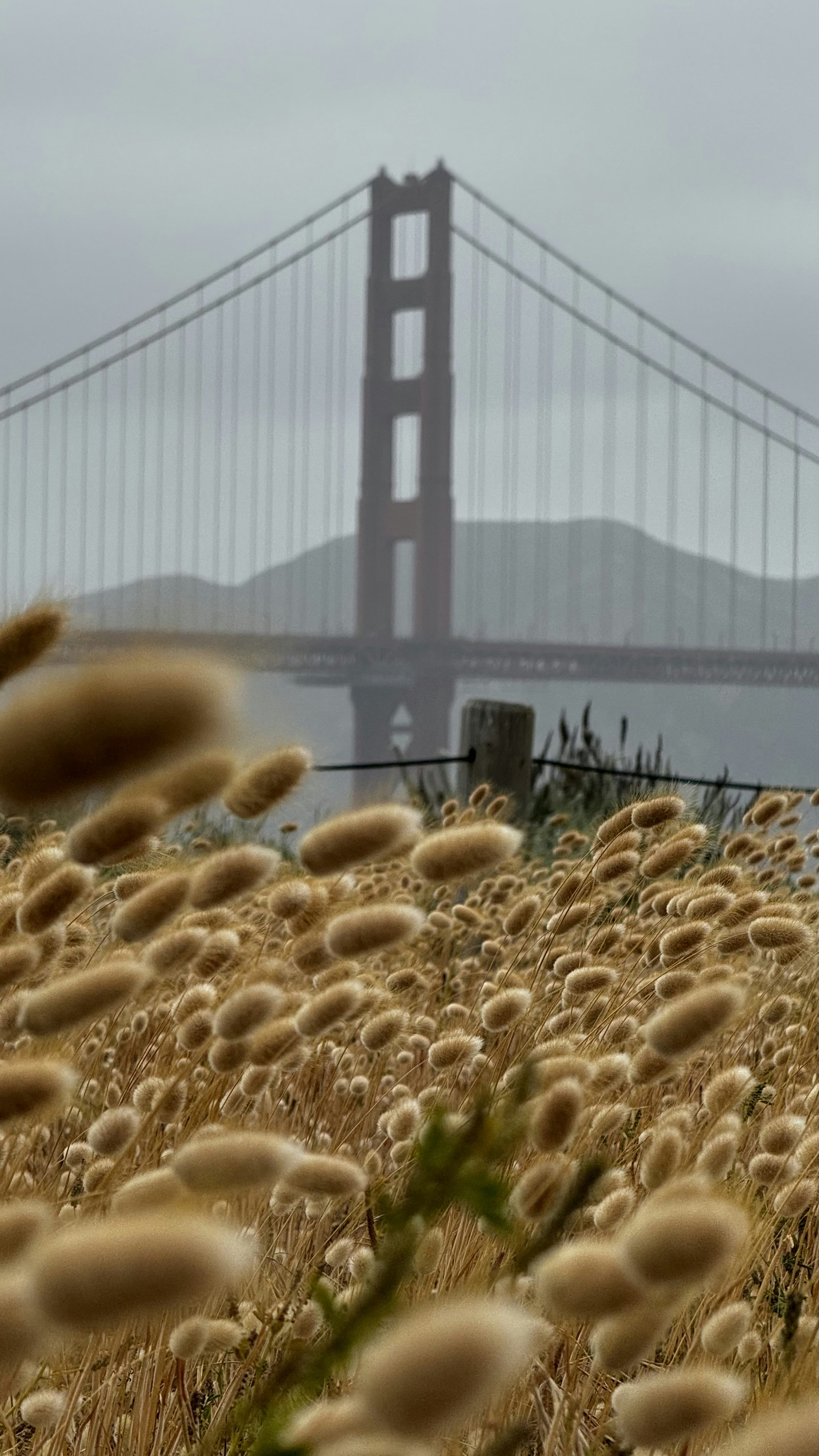 A field of grass with a bridge in the background