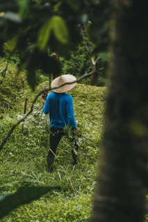 A person walking through a lush green forest