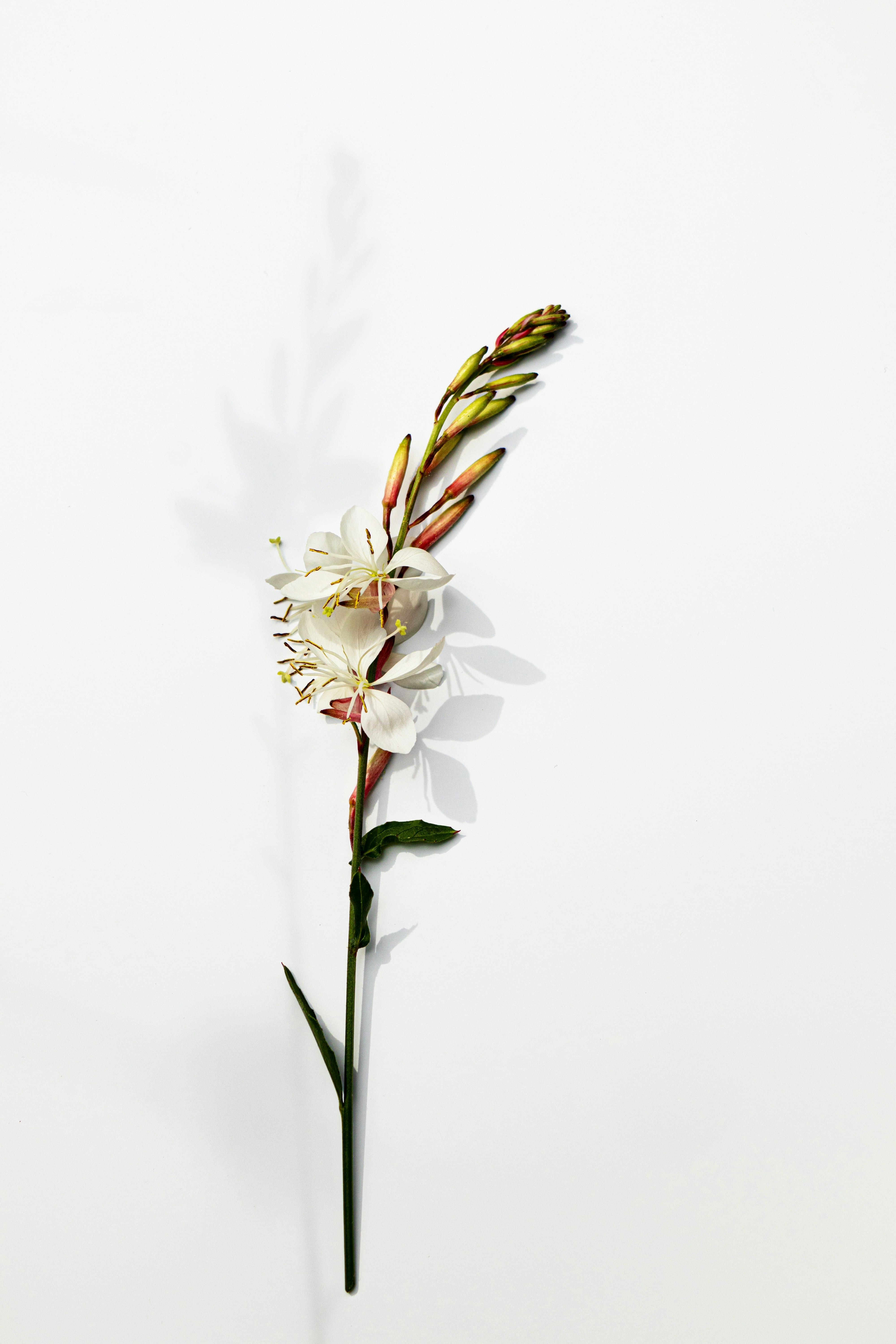 A single white flower on a white background