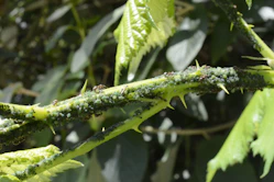 A branch of a tree with green leaves