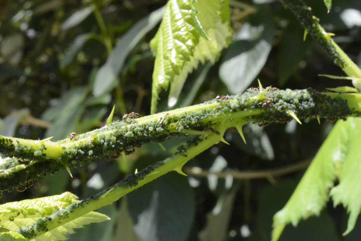 Aphids on Plant Leaves — Organic Treatment India