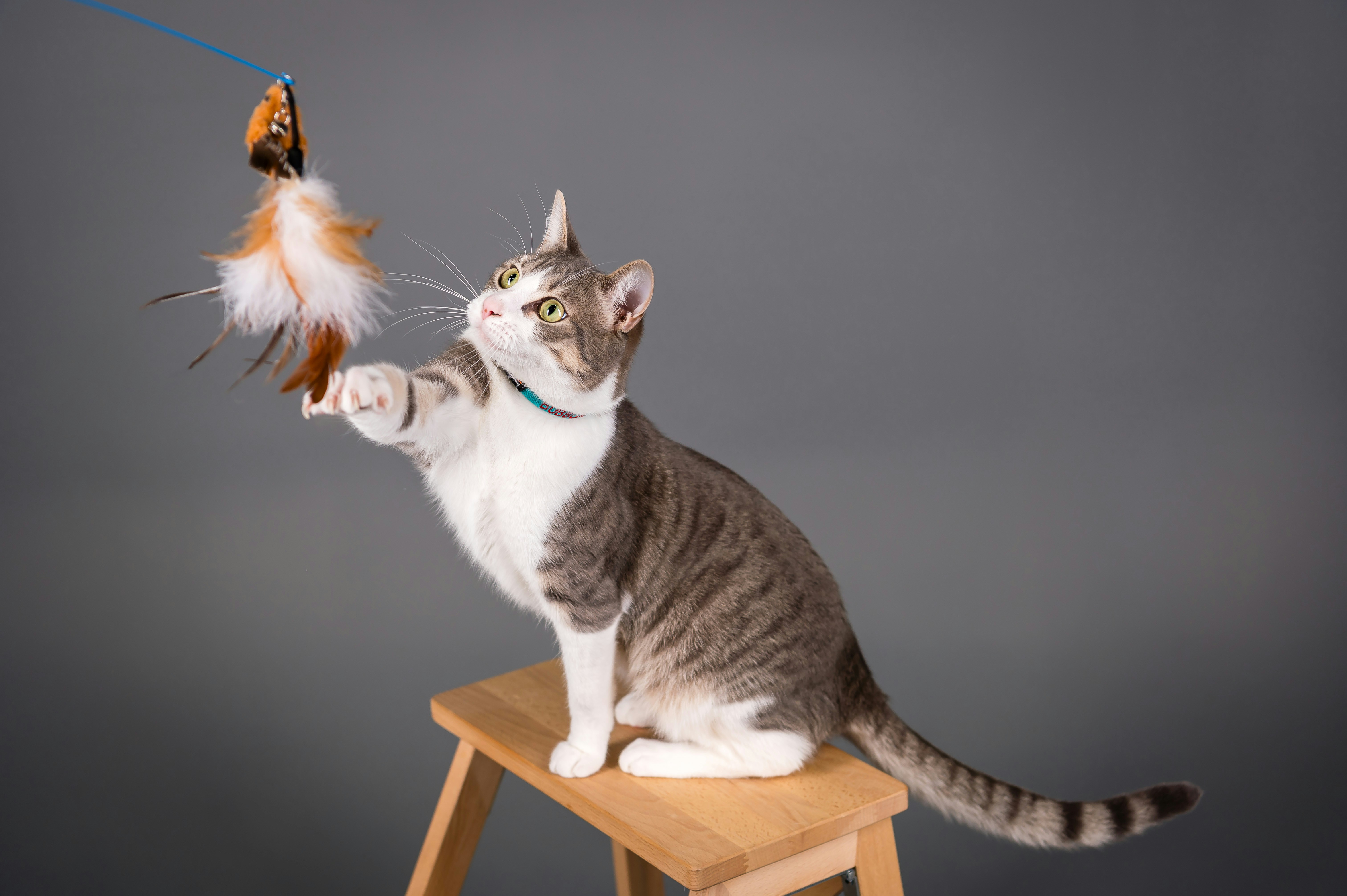 Best Feather Toys for Cats and Complete Buying Guide