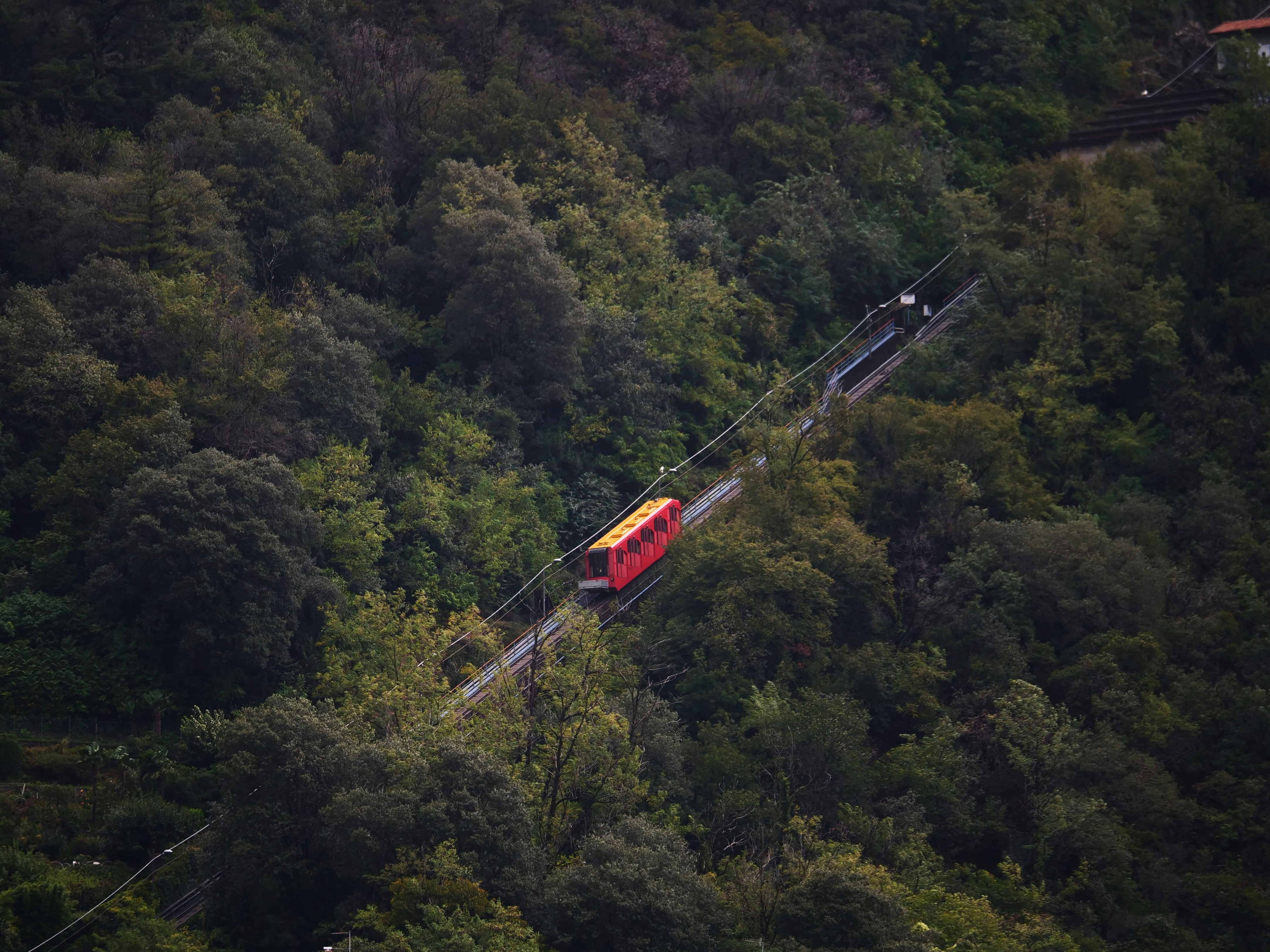 A train traveling through a lush green forest