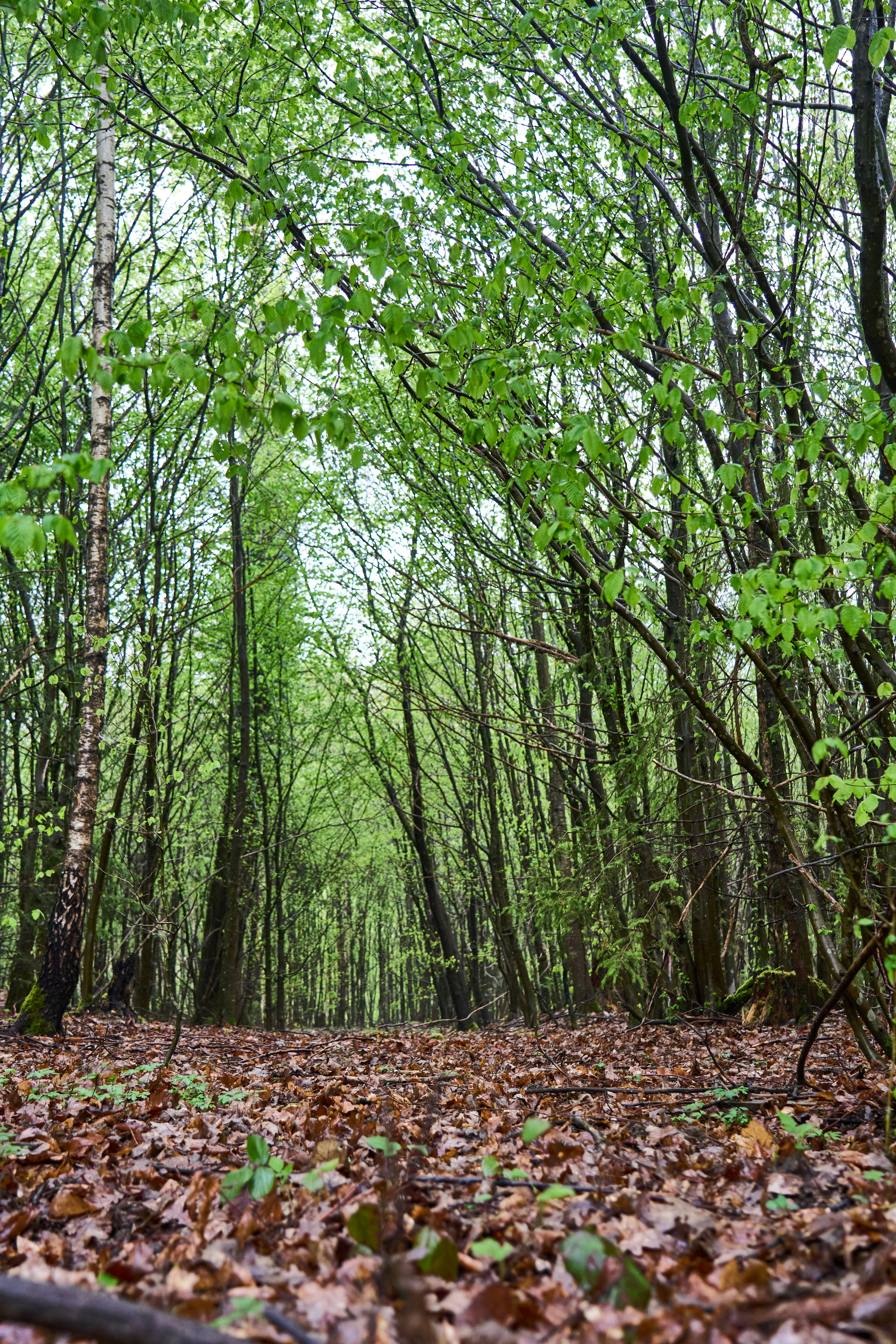 Photo by wolfgang_hasselmann