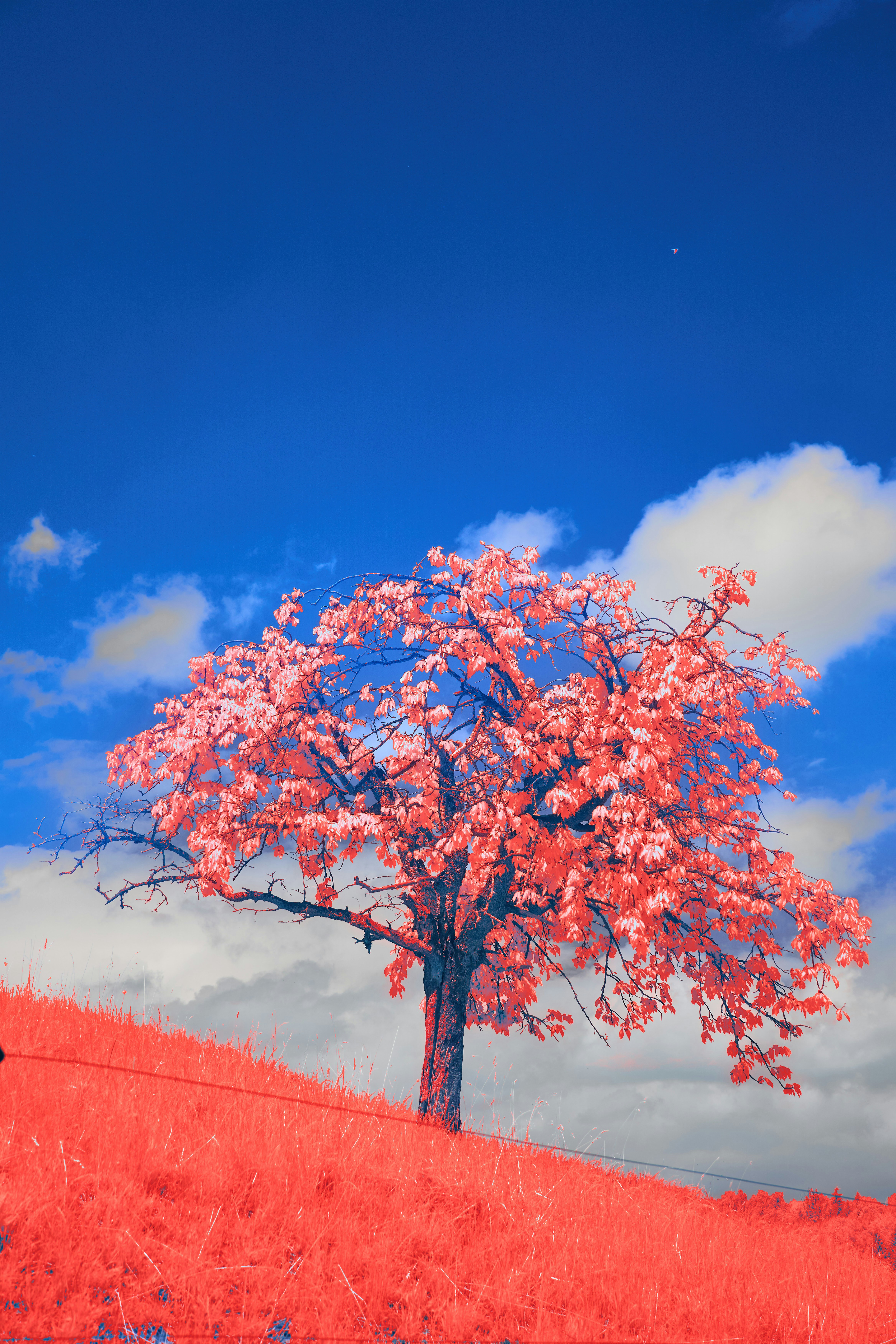 Photo by wolfgang_hasselmann