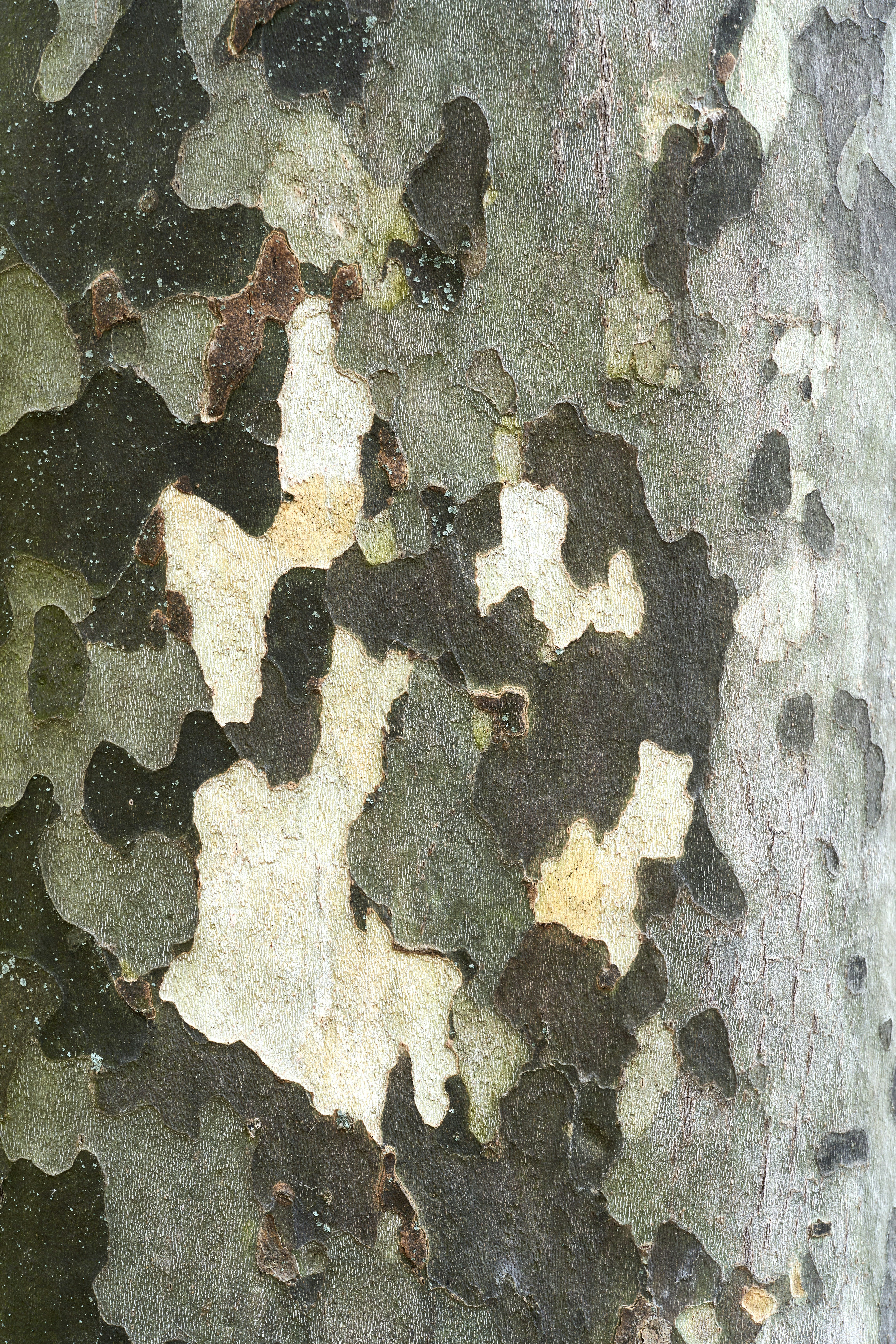 Photo by wolfgang_hasselmann