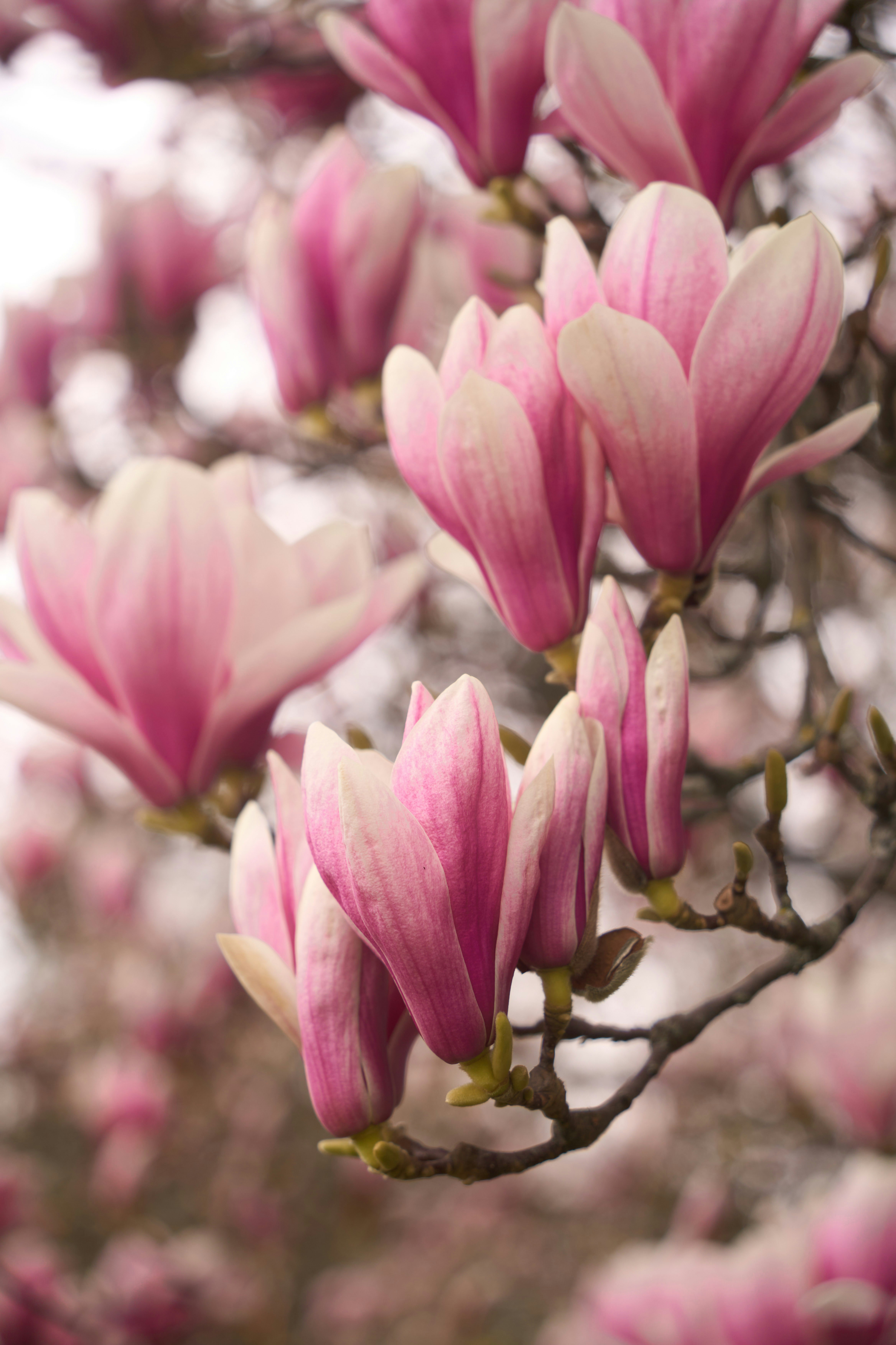 Photo by wolfgang_hasselmann