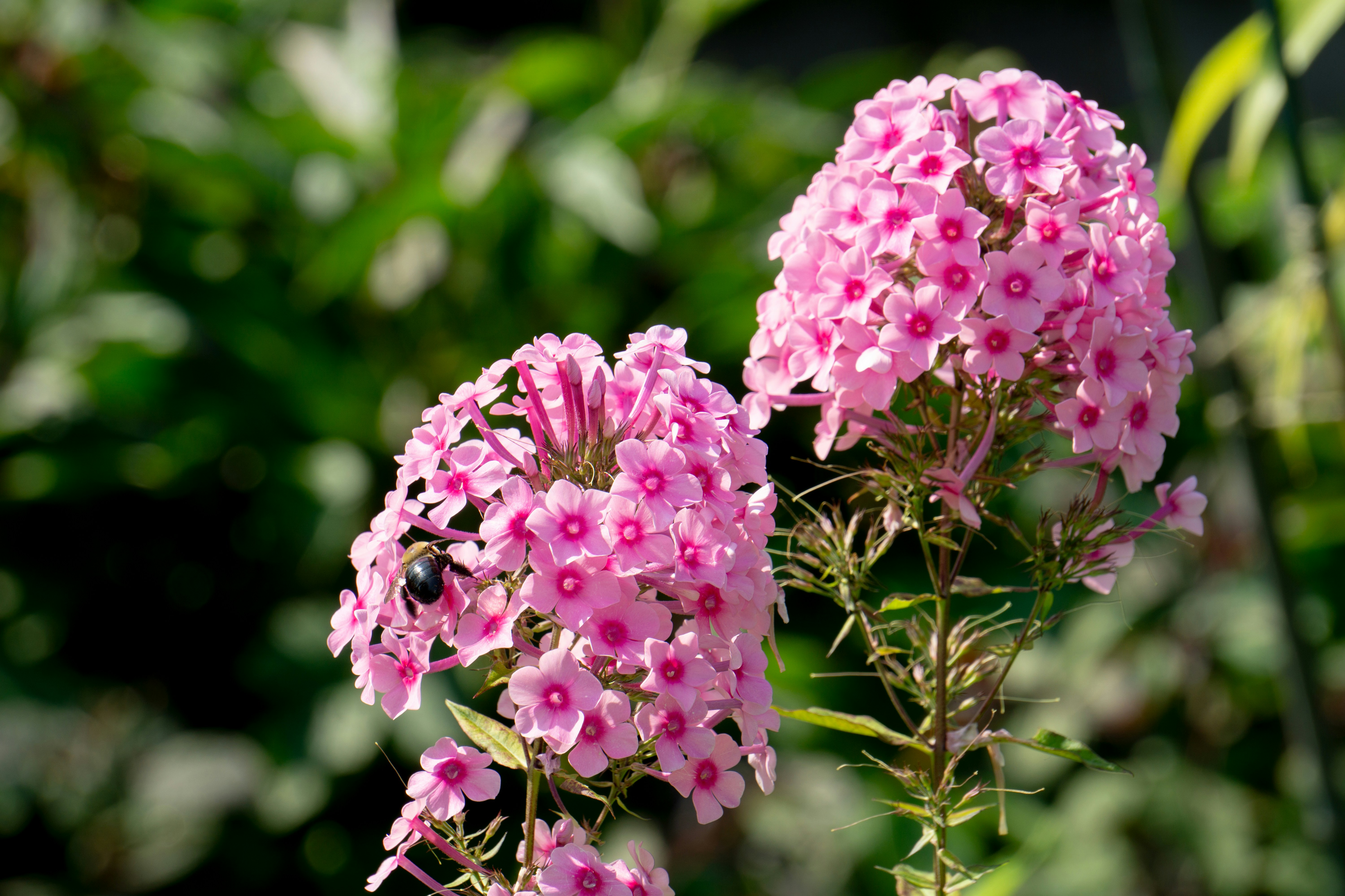 Um close up de algumas flores cor-de-rosa em um campo