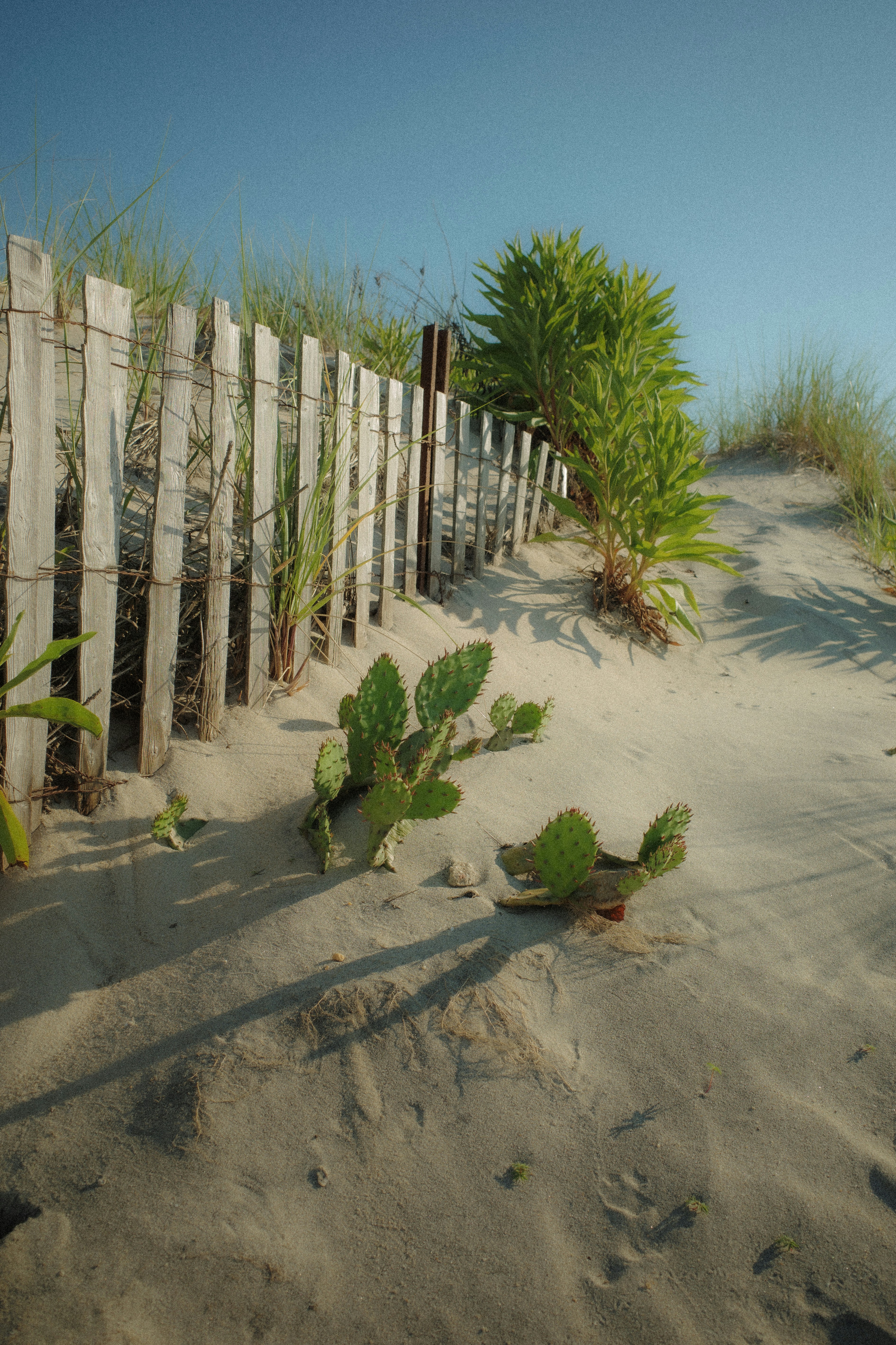 A fence and some plants on a beach