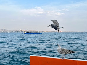 A seagull sitting on top of a red box in the ocean