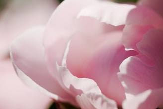 A close up of a pink flower with a blurry background