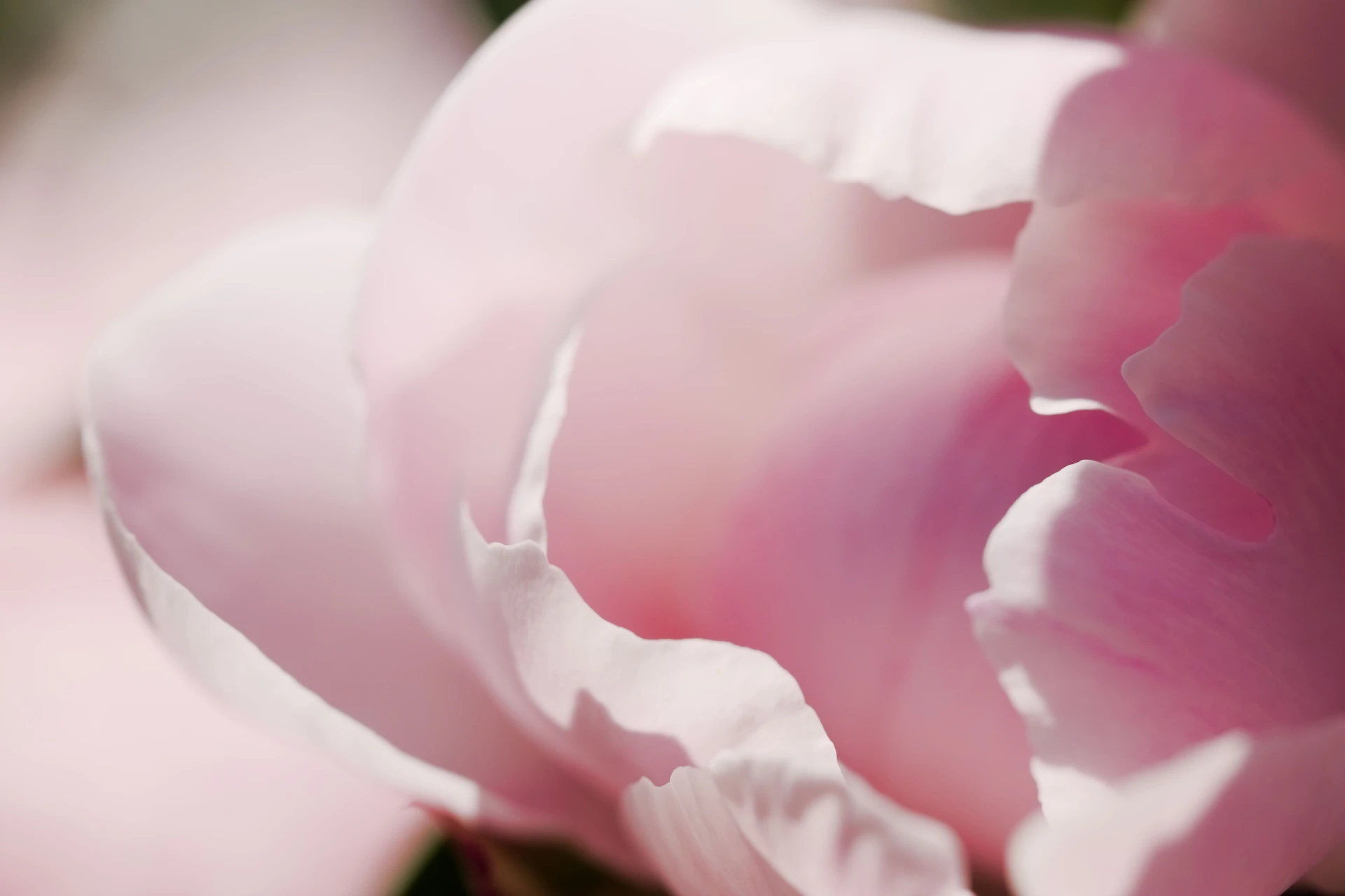 A close up of a pink flower with a blurry background