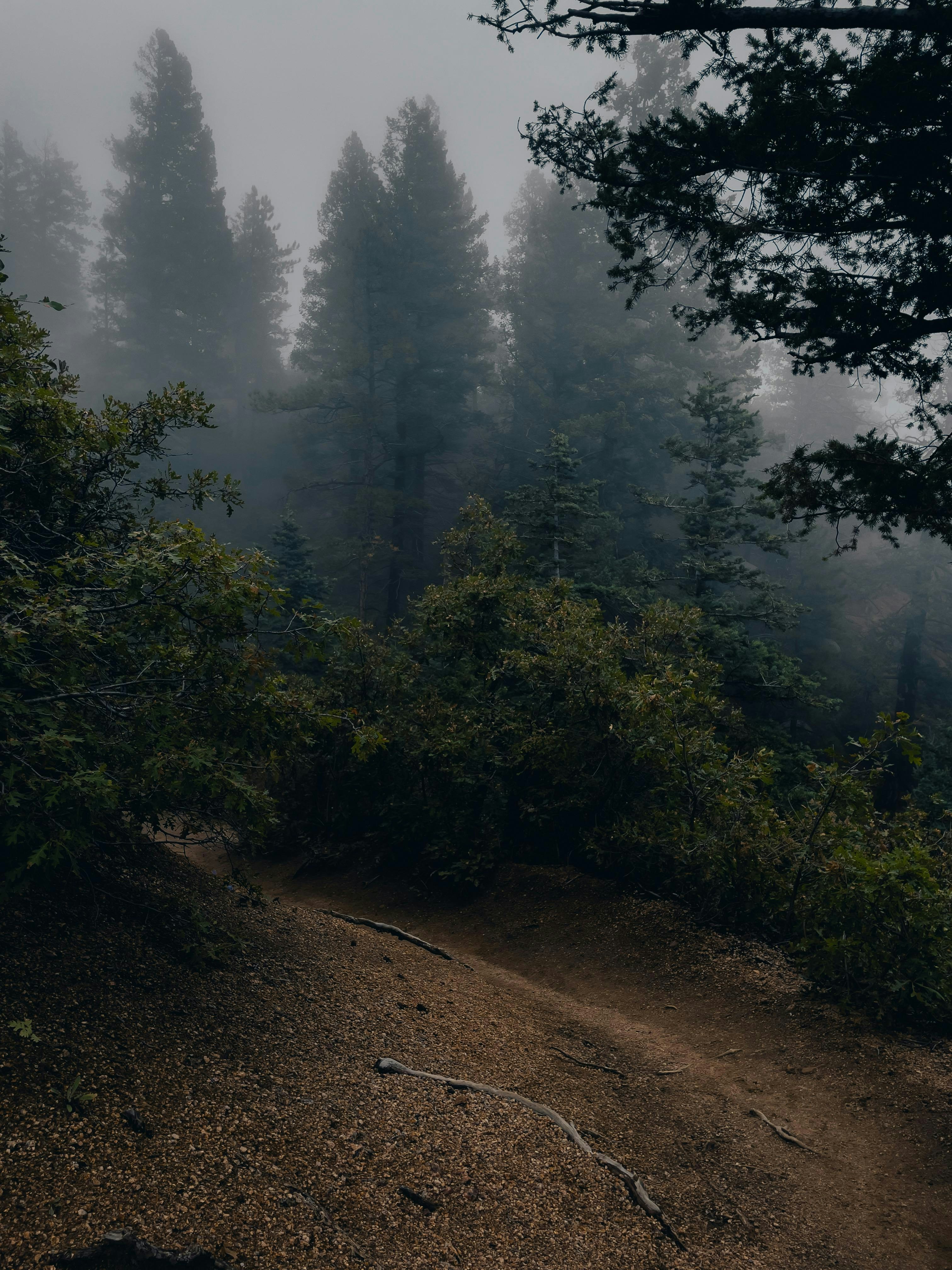 Photo by allenboguslavsky