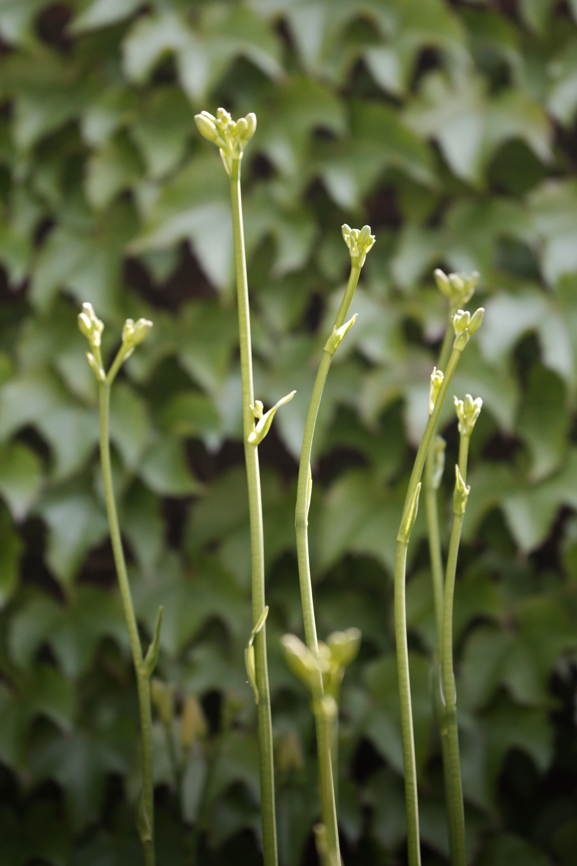 A close up of a plant with leaves in the background
