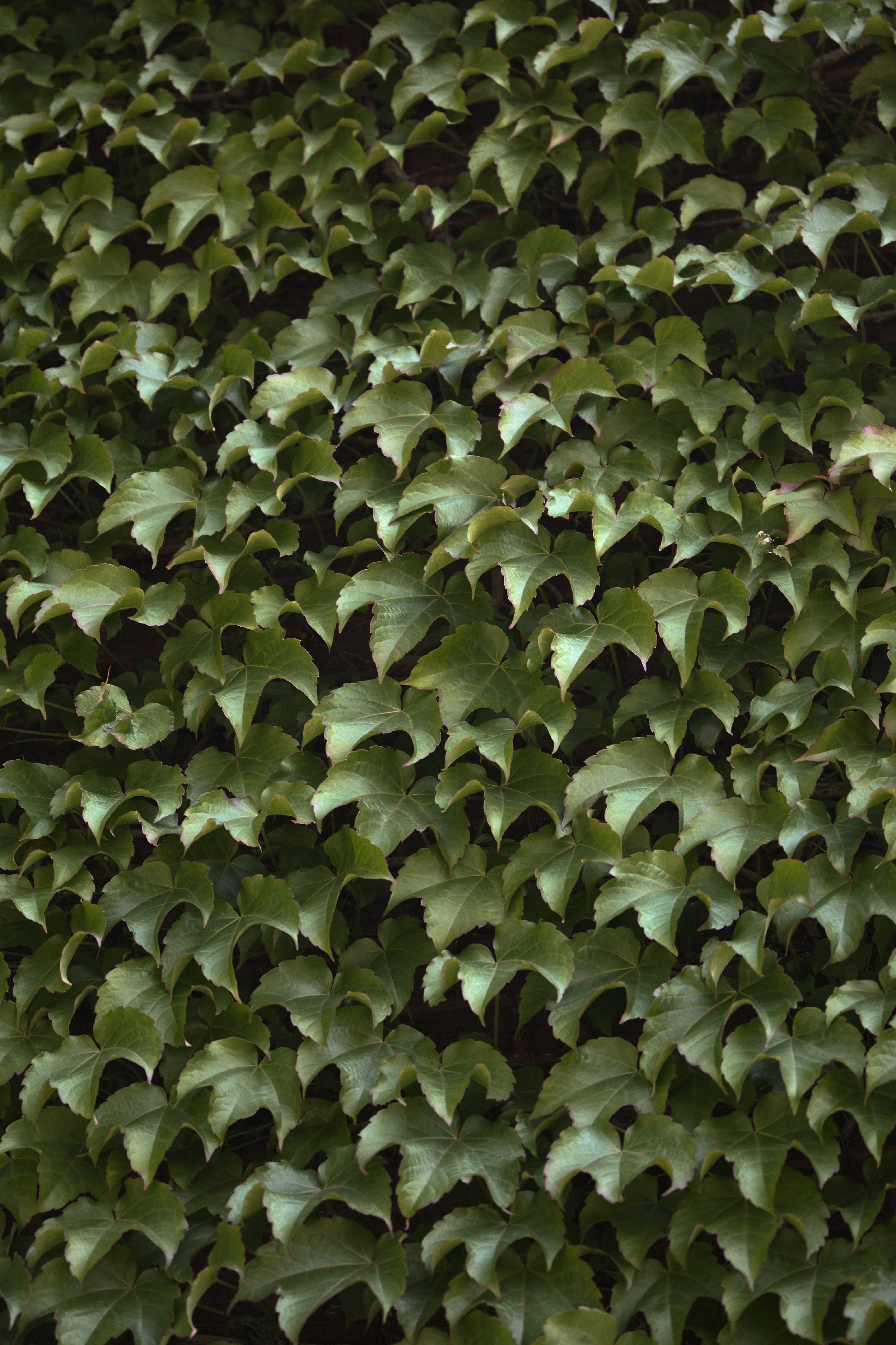 Un grand groupe de plantes vertes dans un champ